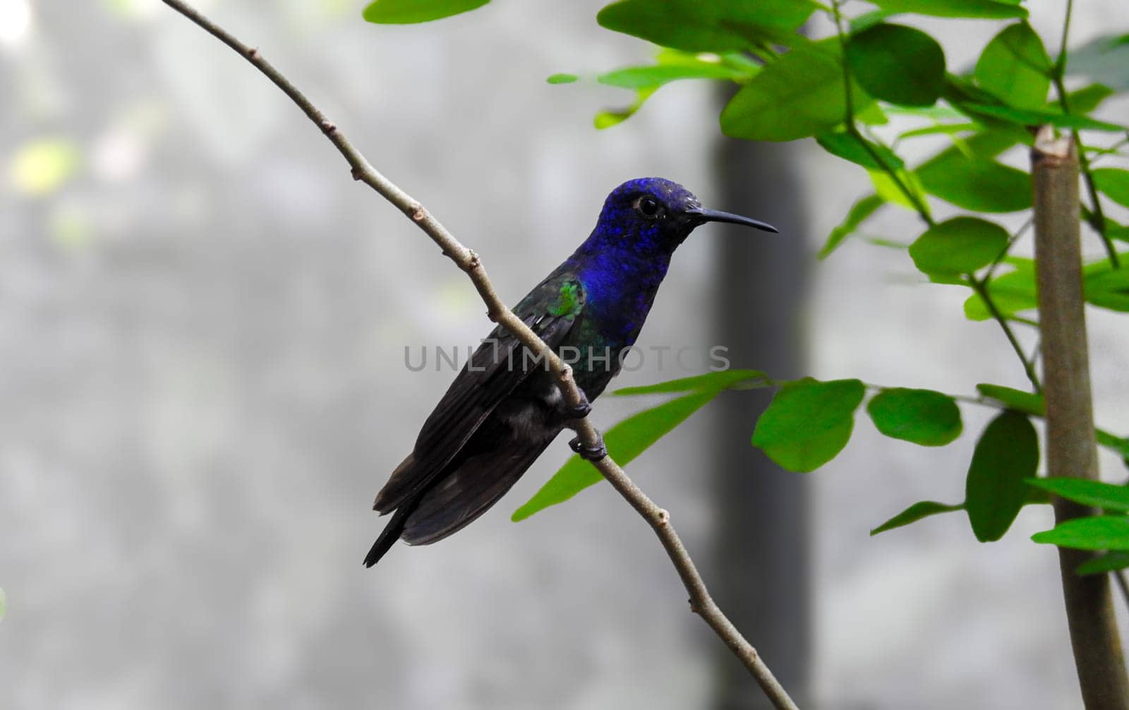 Beautiful hummingbird perched in Iguazu Park, Brazil. Photo of typical tropical fauna. Exotic birds. Isolated