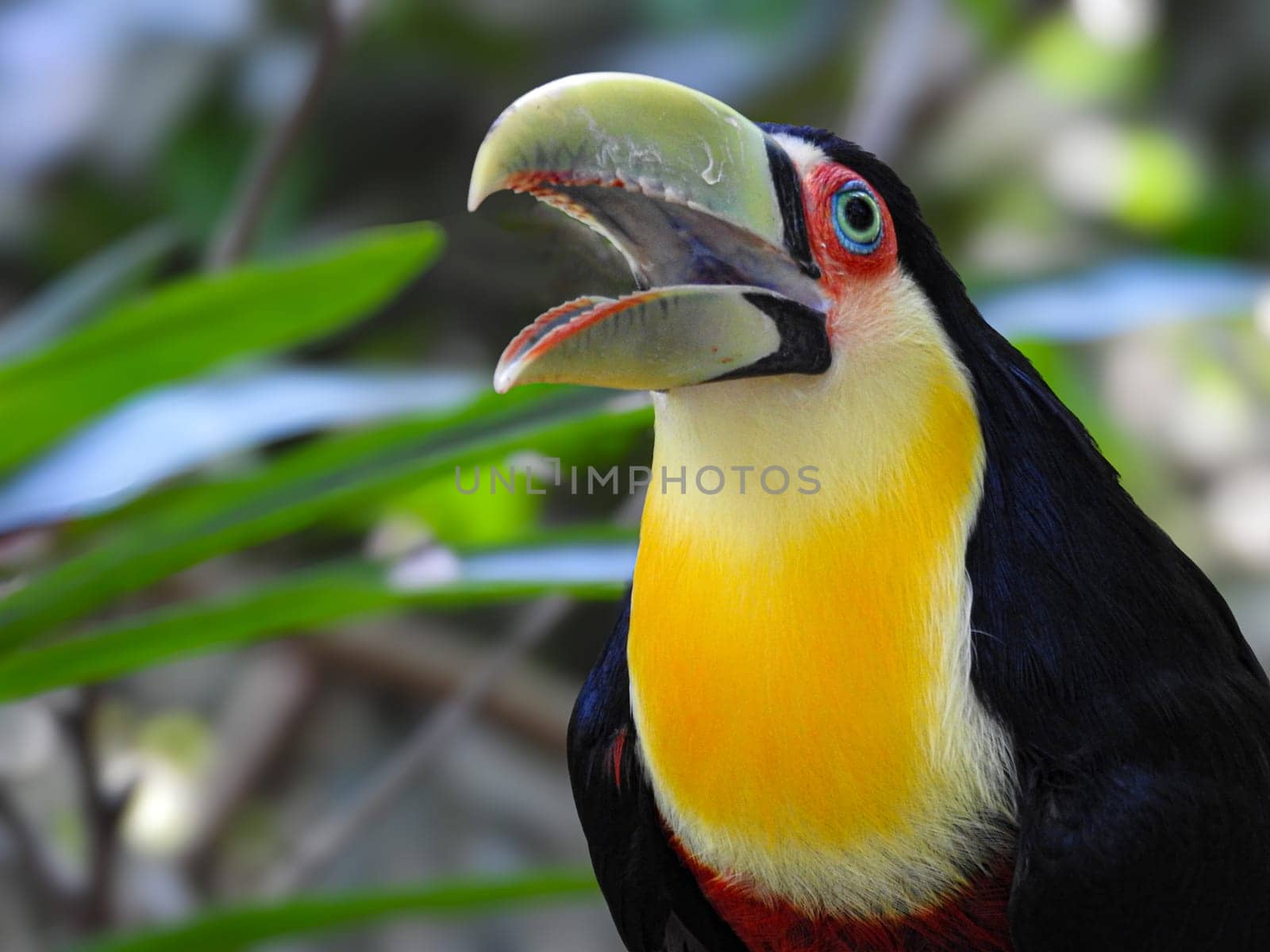 Toucan in Foz do Iguazu park. Iguazu Falls.One Of The Seven Wonders Of Nature, Brazil