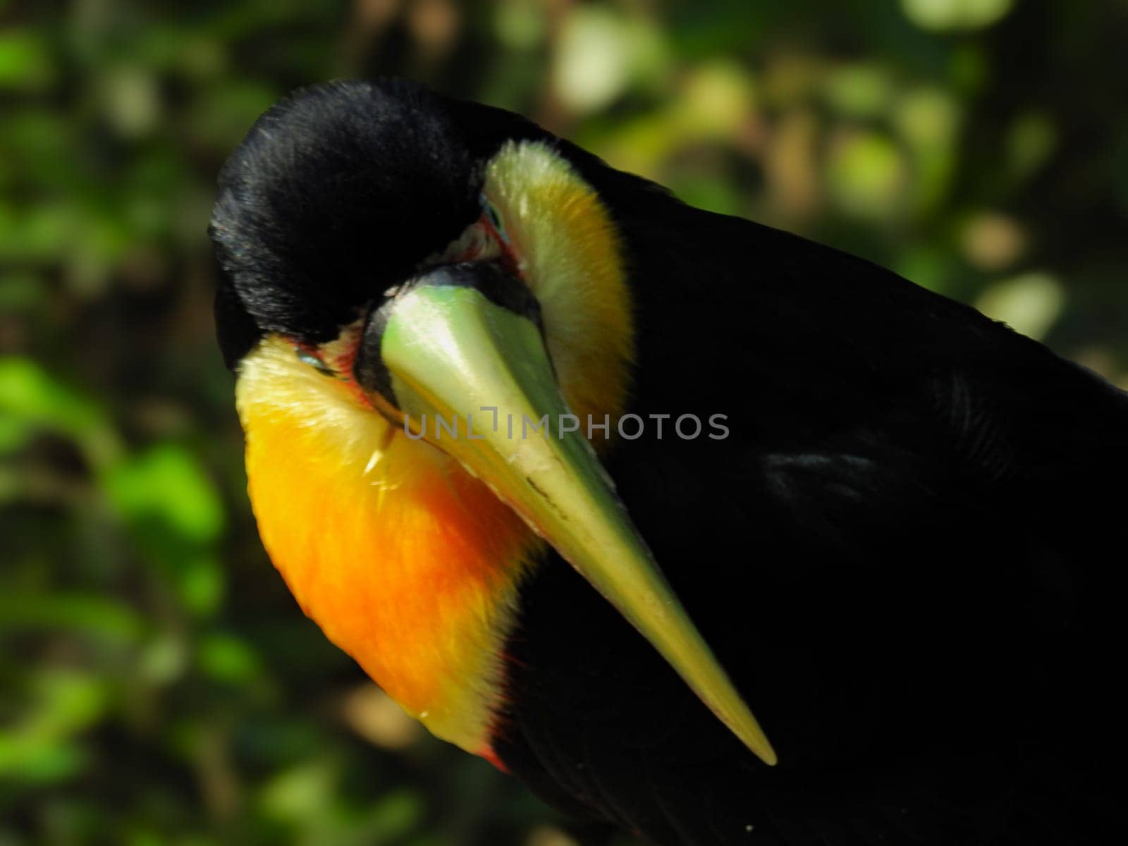 Colorful toucan in Foz do Iguazu park. Iguazu Falls.Close up picture. Blurred background