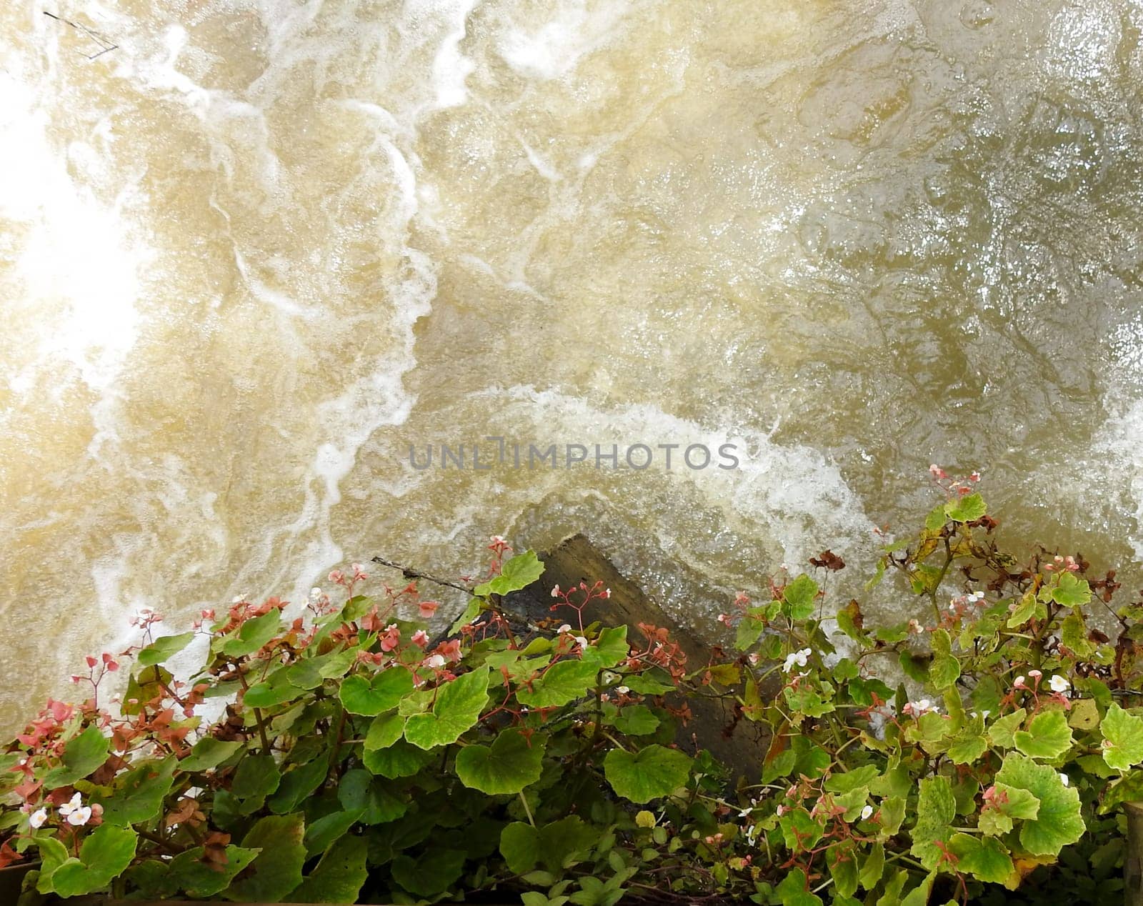 Top view of mother-of-pearl flowers hanging over the river. by VeroDibe