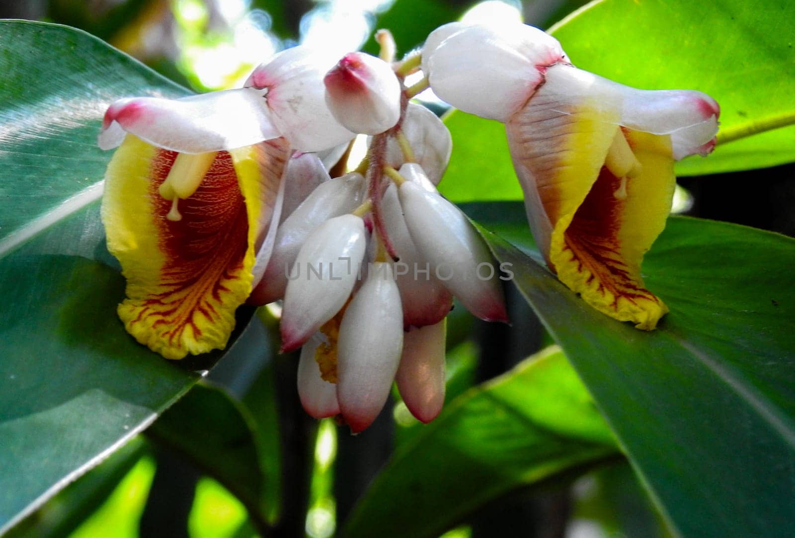 Exotic plants of the Brazilian rainforest. Concept of living nature. Botany