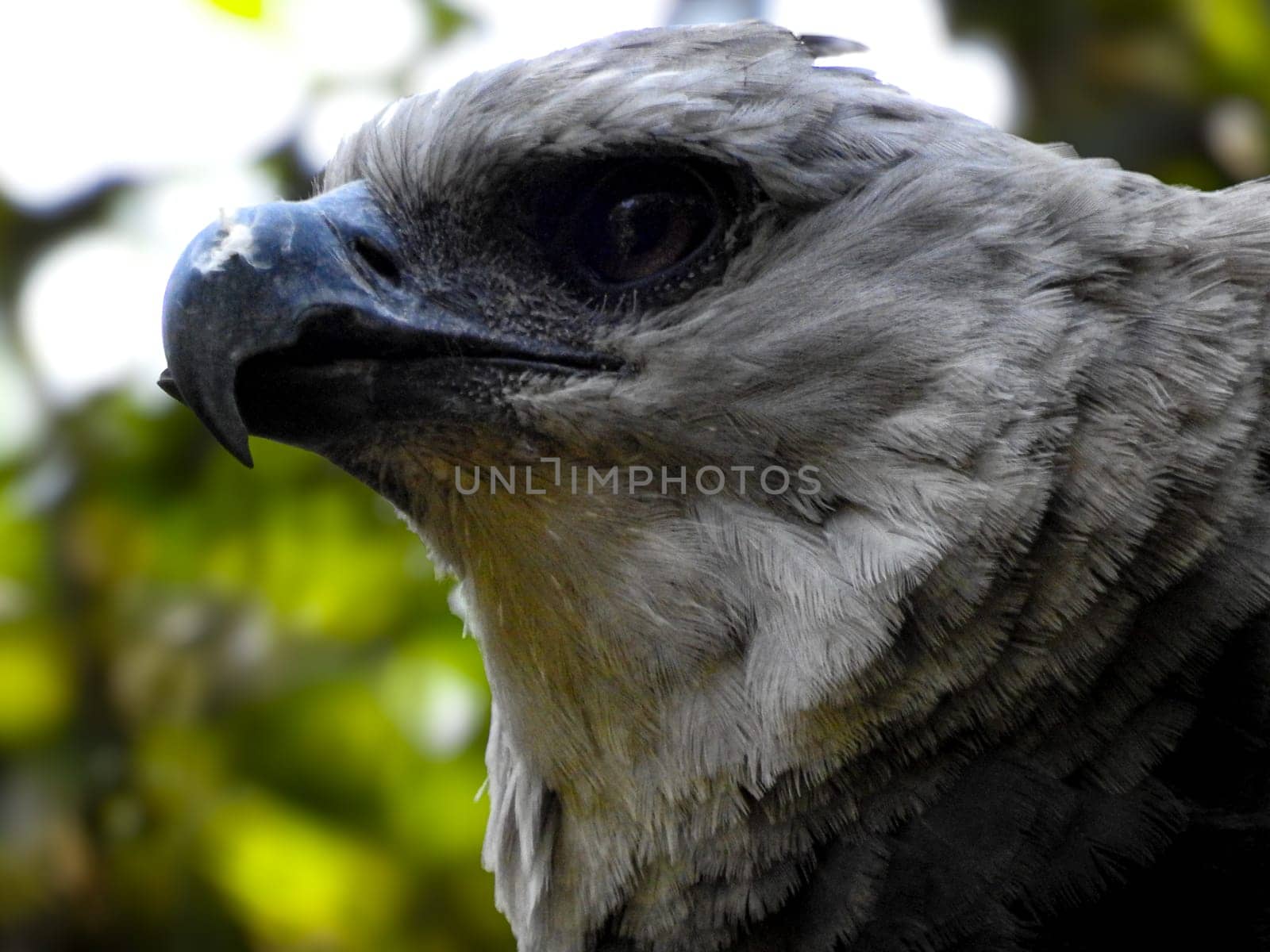 Harpia harpyja, is a species of accipitriform bird of the family Accipitridae that lives in the neotropical zone.Foz of Iguazu. Iguazu Birds park. Brazil