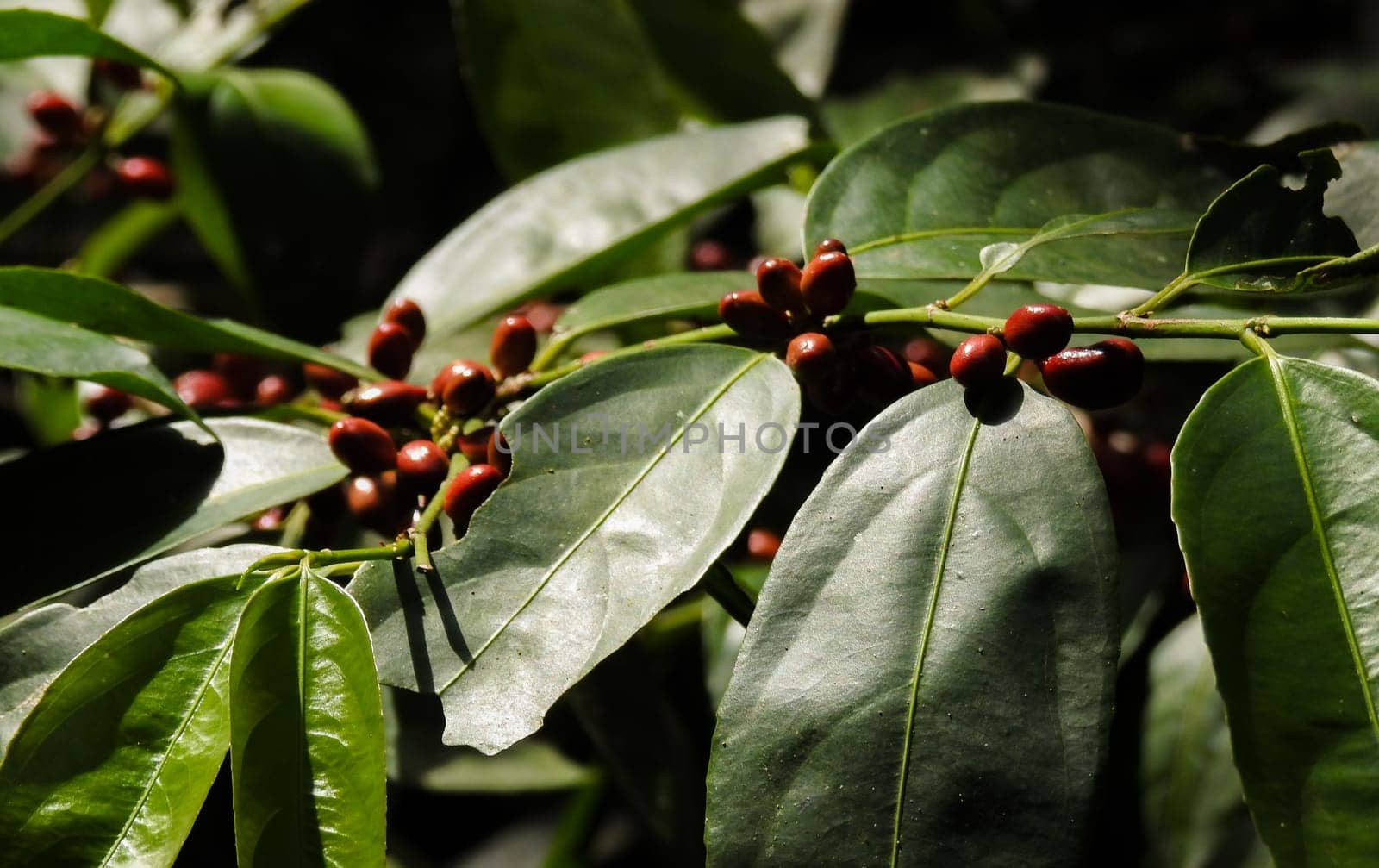 Russian hawthorn, a typical shrub of the Brazilian rainforest.Close up photo by VeroDibe