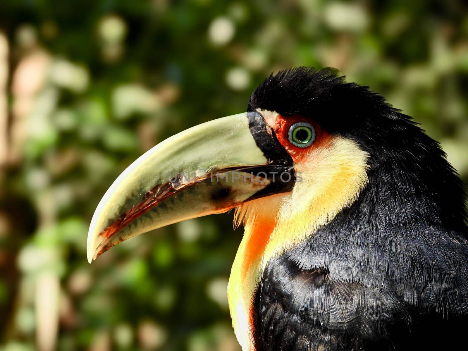 Colorful Toucan In Iguazu Falls. Close-up photo. Blurred background by VeroDibe