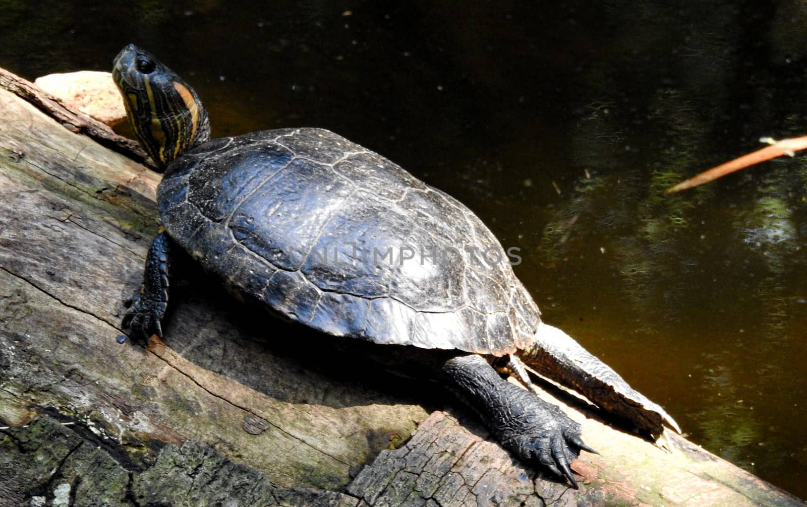 Water turtle sunbathing on a summer day. Foz de Iguazu. Brazil by VeroDibe