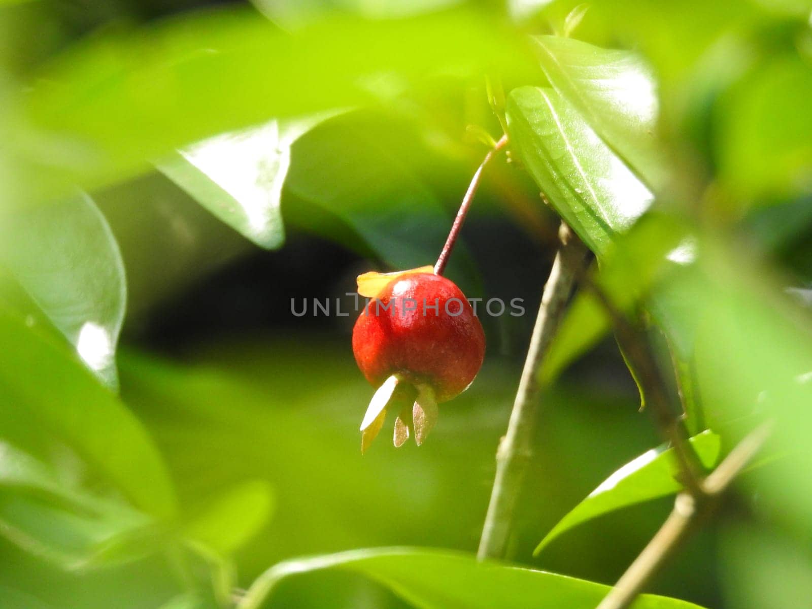 Close-up photo of a Russian hawthorn fruit .Crataegus ambigua. Wallpaper by VeroDibe