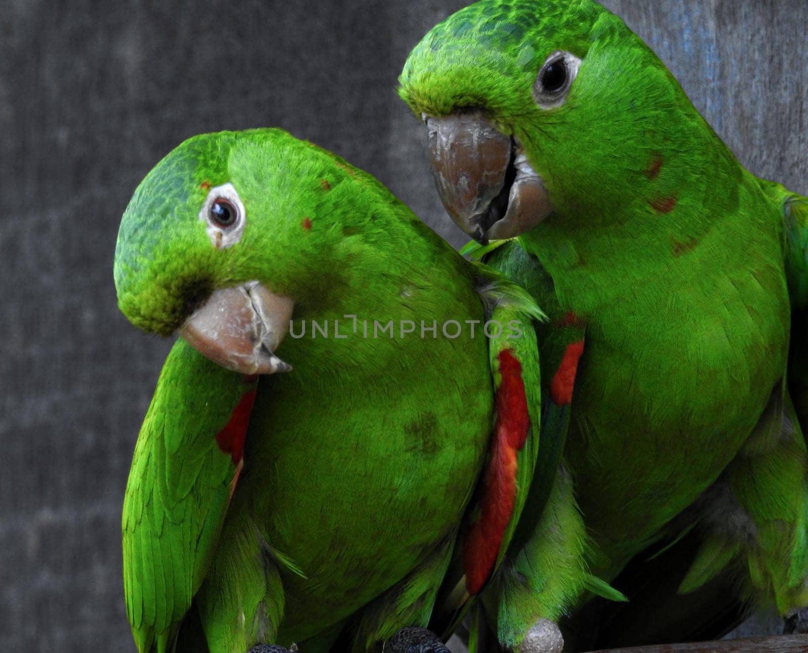 A couple of green parrots leaning on a tree trunk. Exotic tropical birds. by VeroDibe