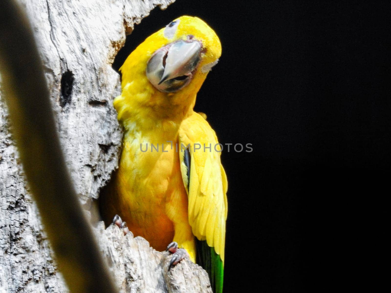 Yellow parrot peeking out of a tree trunk. Exotic tropical birds. by VeroDibe