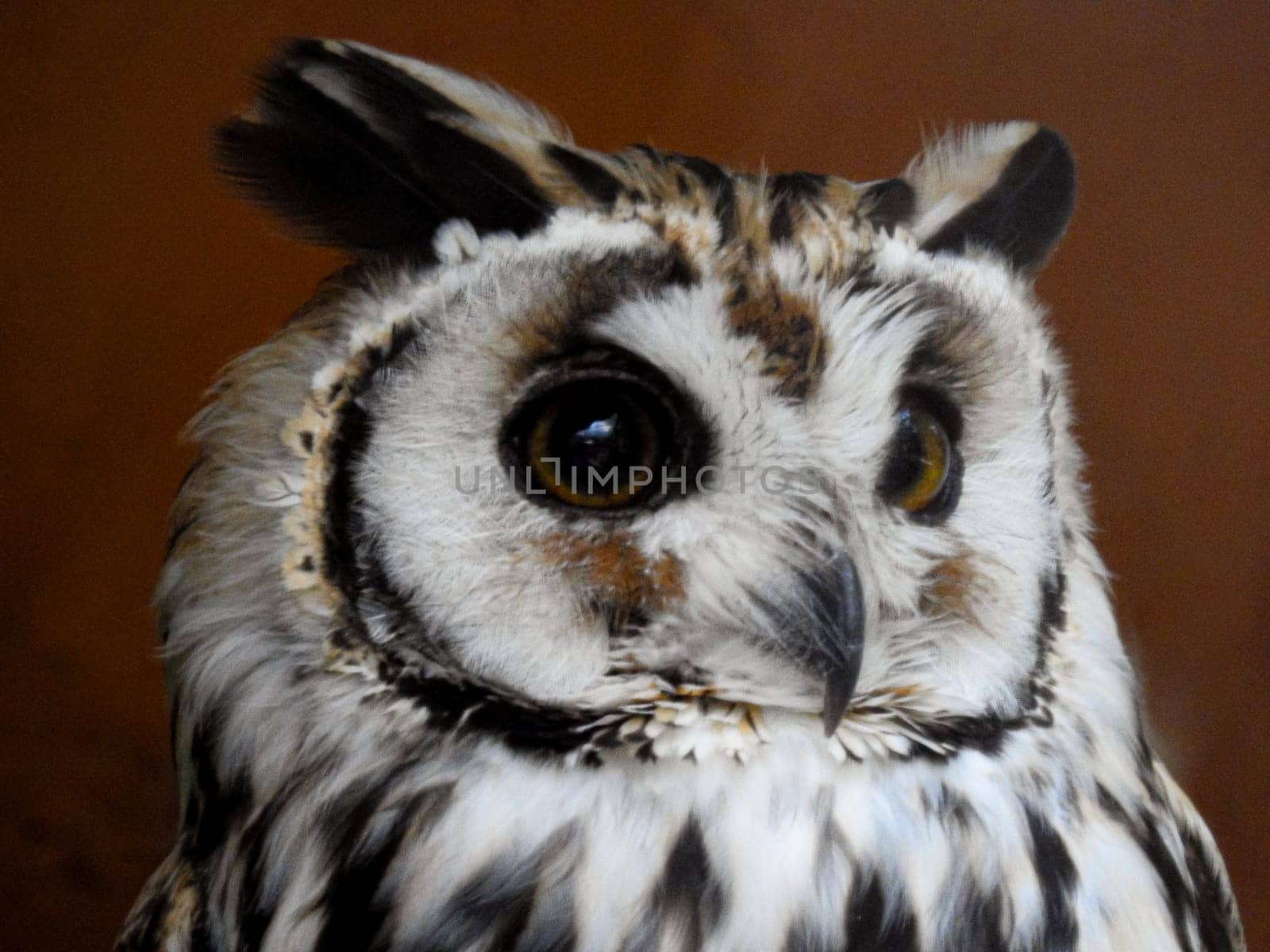 Close-up of Eared Screech Owl in Foz do Iguazu. Brazil.Dark background by VeroDibe