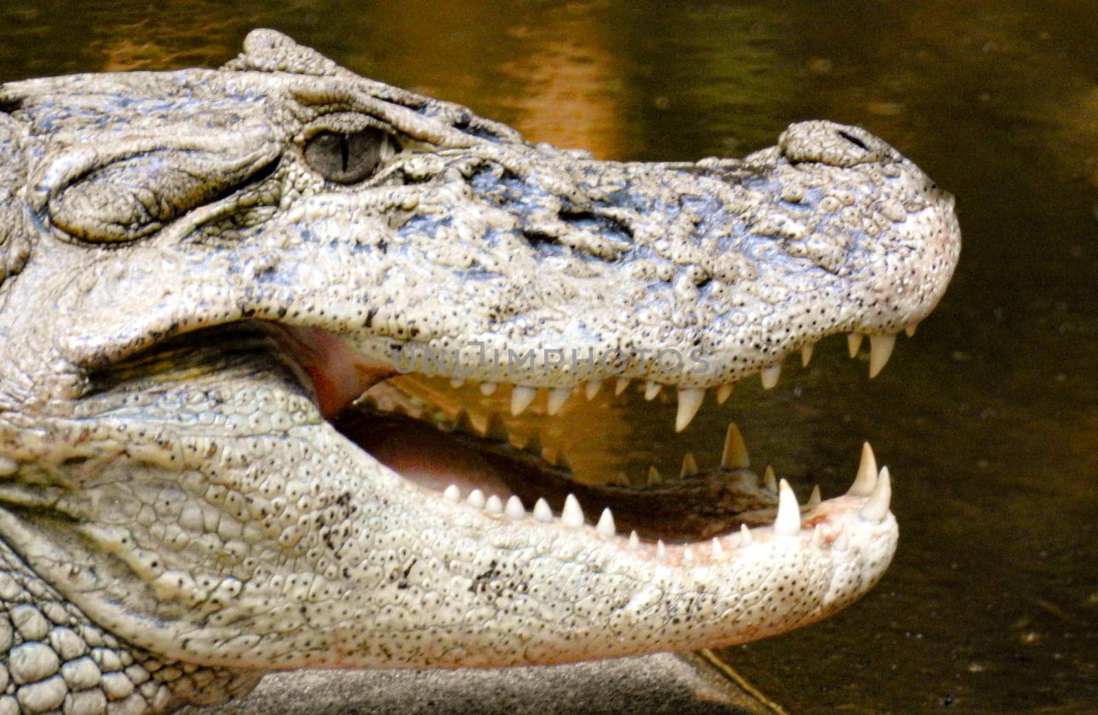 Caiman open mouth at Iguazu National waterfall. Brazil. Argentine.