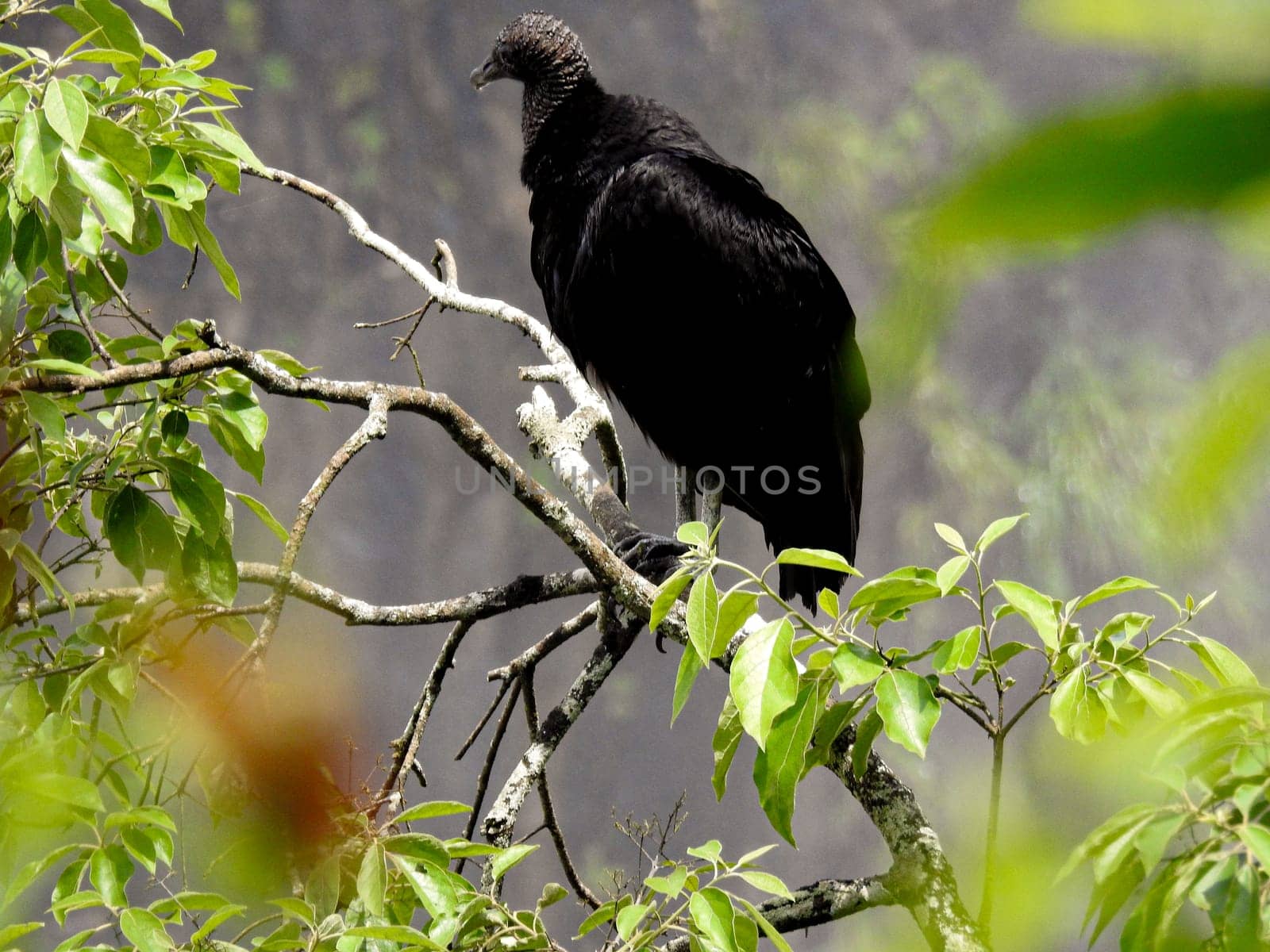 Black vulture perched on a branch near Iguazu National Park. by VeroDibe