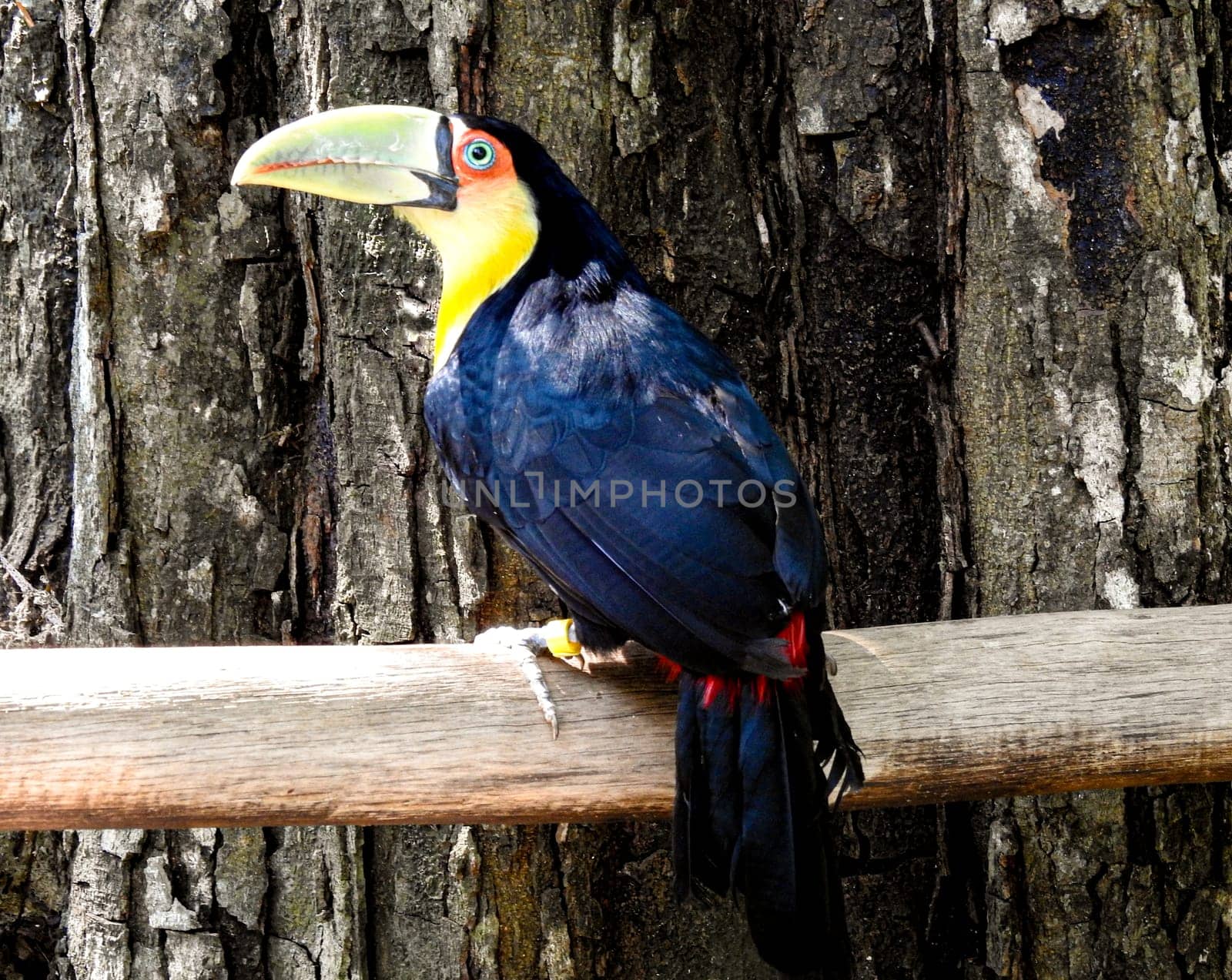 Picture of Toucan in Foz do Iguazu perched on a branch. Brazil by VeroDibe