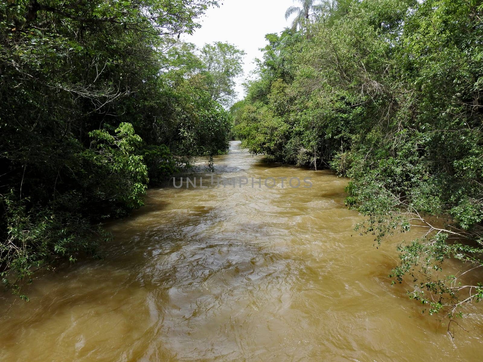 Muddy waters of the river flowing through the rainforest.Wanderful landscape. Tourism concept