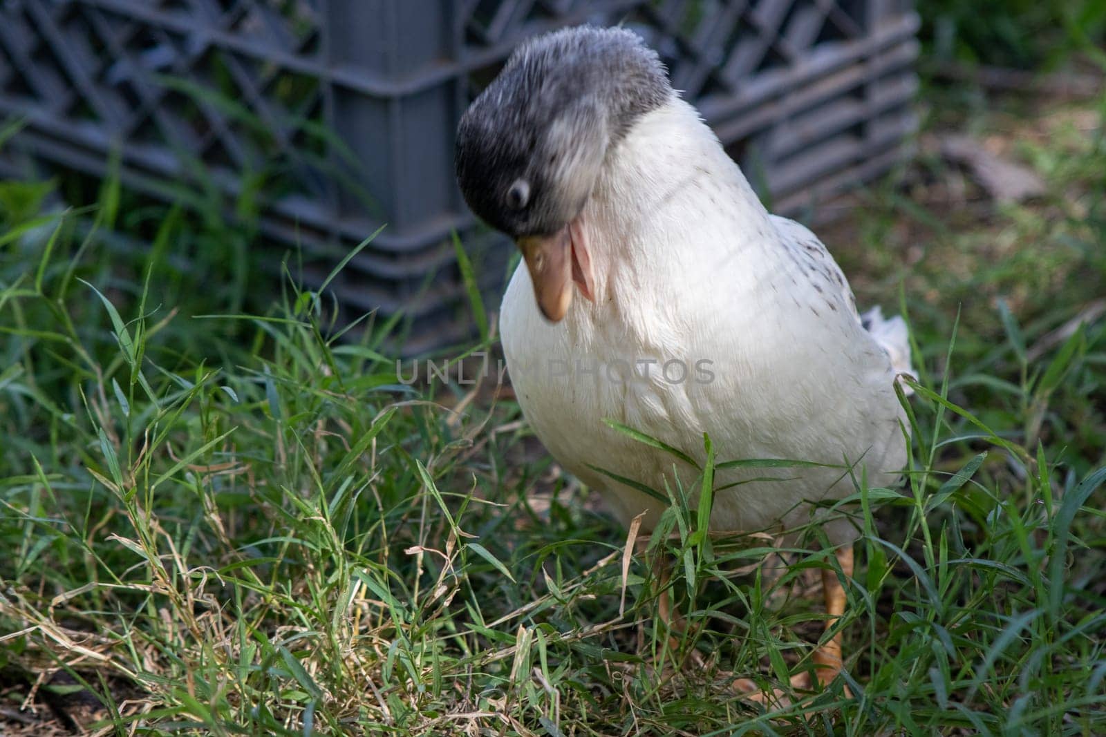 Younger Snowy Calls ducks playing in a tote of water by gena_wells