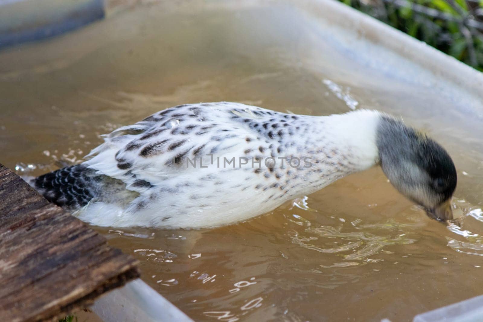 Younger Snowy Calls ducks playing in a tote of water . High quality photo