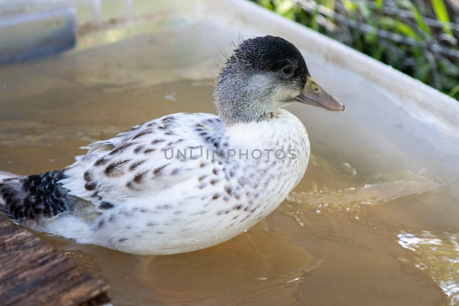 Younger Snowy Calls ducks playing in a tote of water . High quality photo