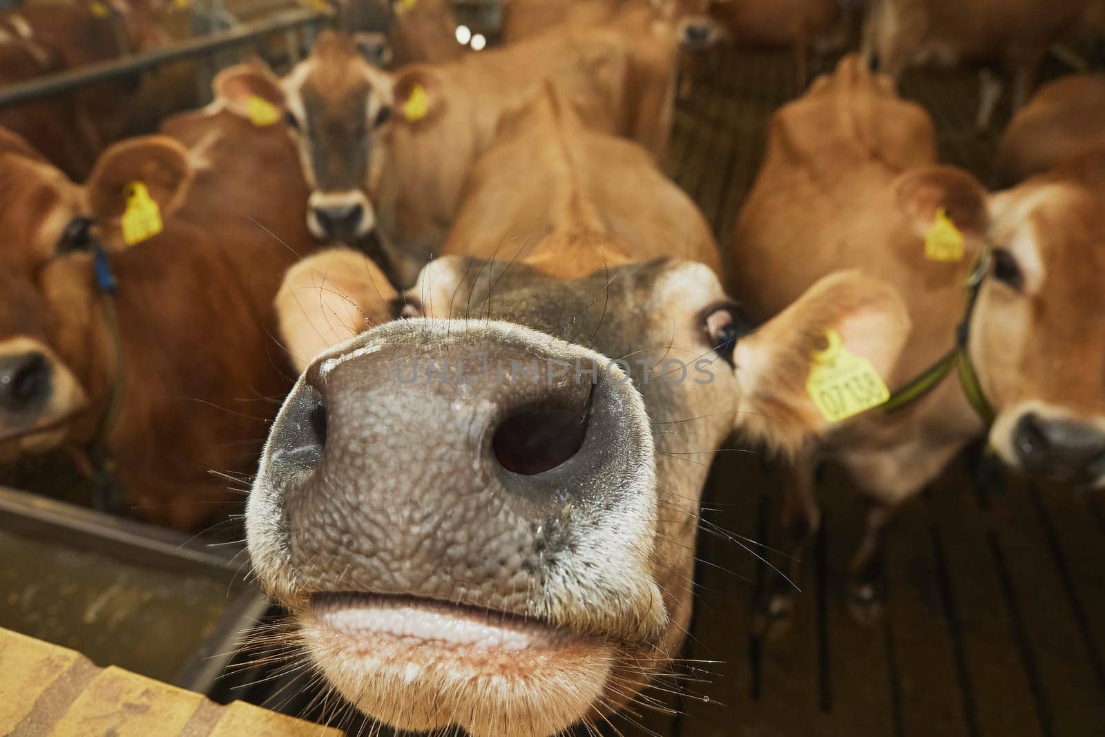 Cute curious Jersey cows on a modern farm in Denmark. Close-up.