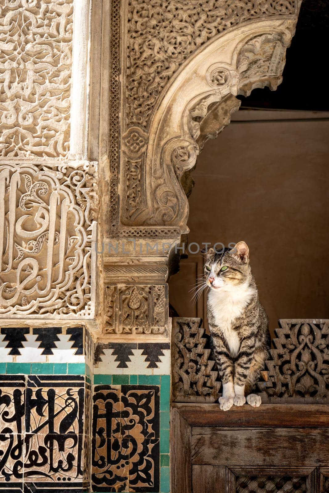 Cat Resting at Bou Inania Madrasa in Fez by LopezPastor