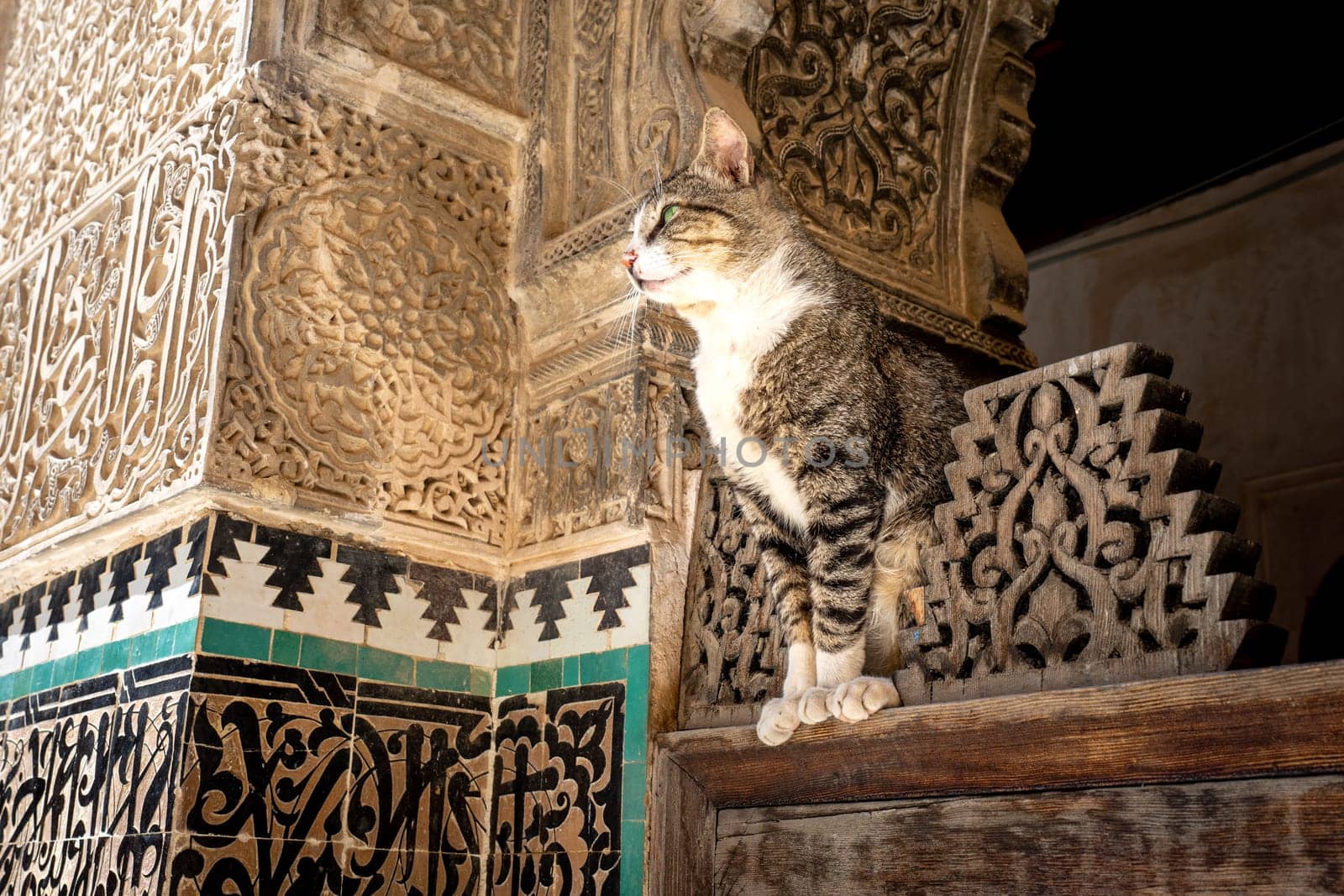 Cat Resting at Bou Inania Madrasa in Fez by LopezPastor