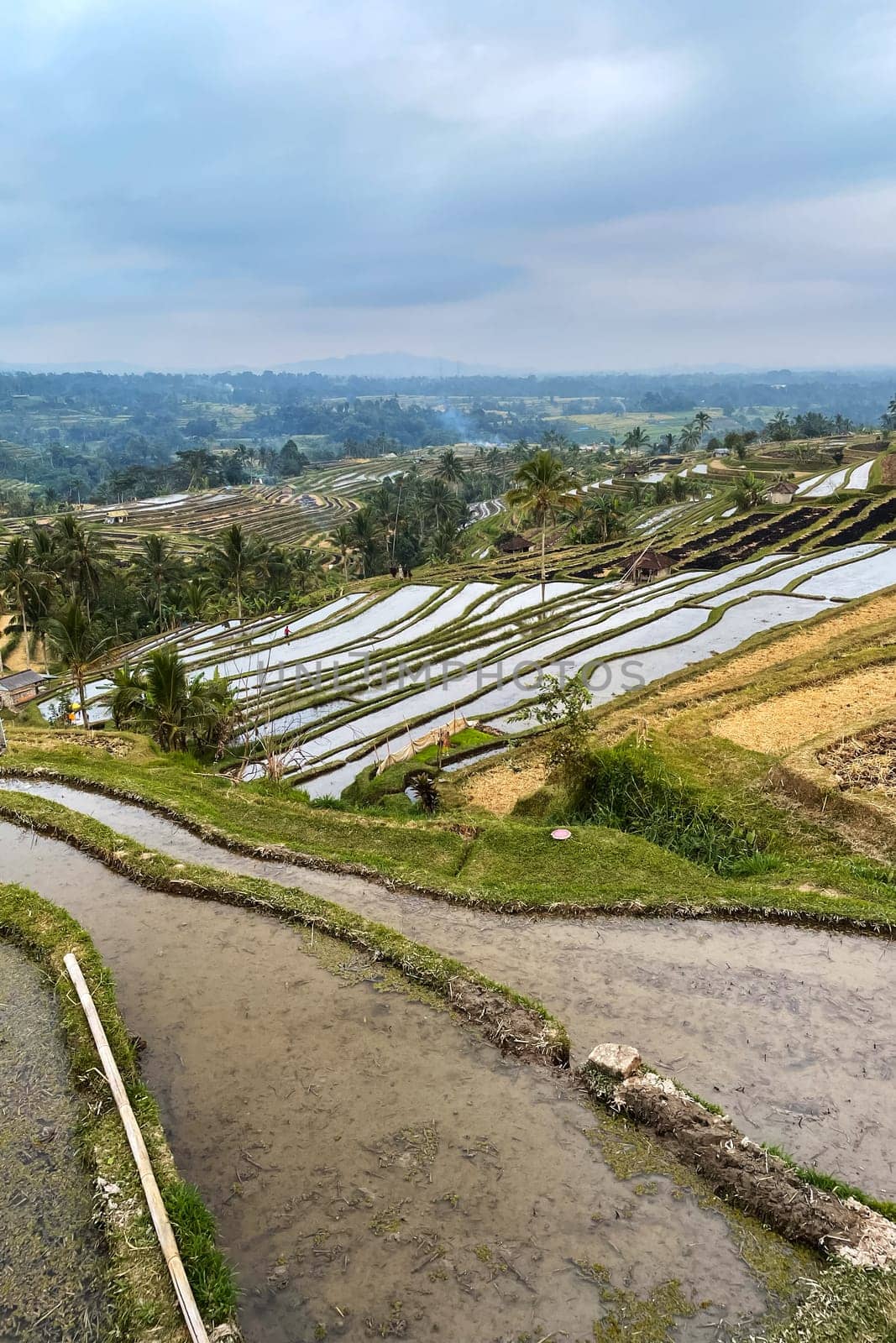 An aerial view captures a vibrant green rice field with a river winding through it, showcasing the natural beauty of the landscape