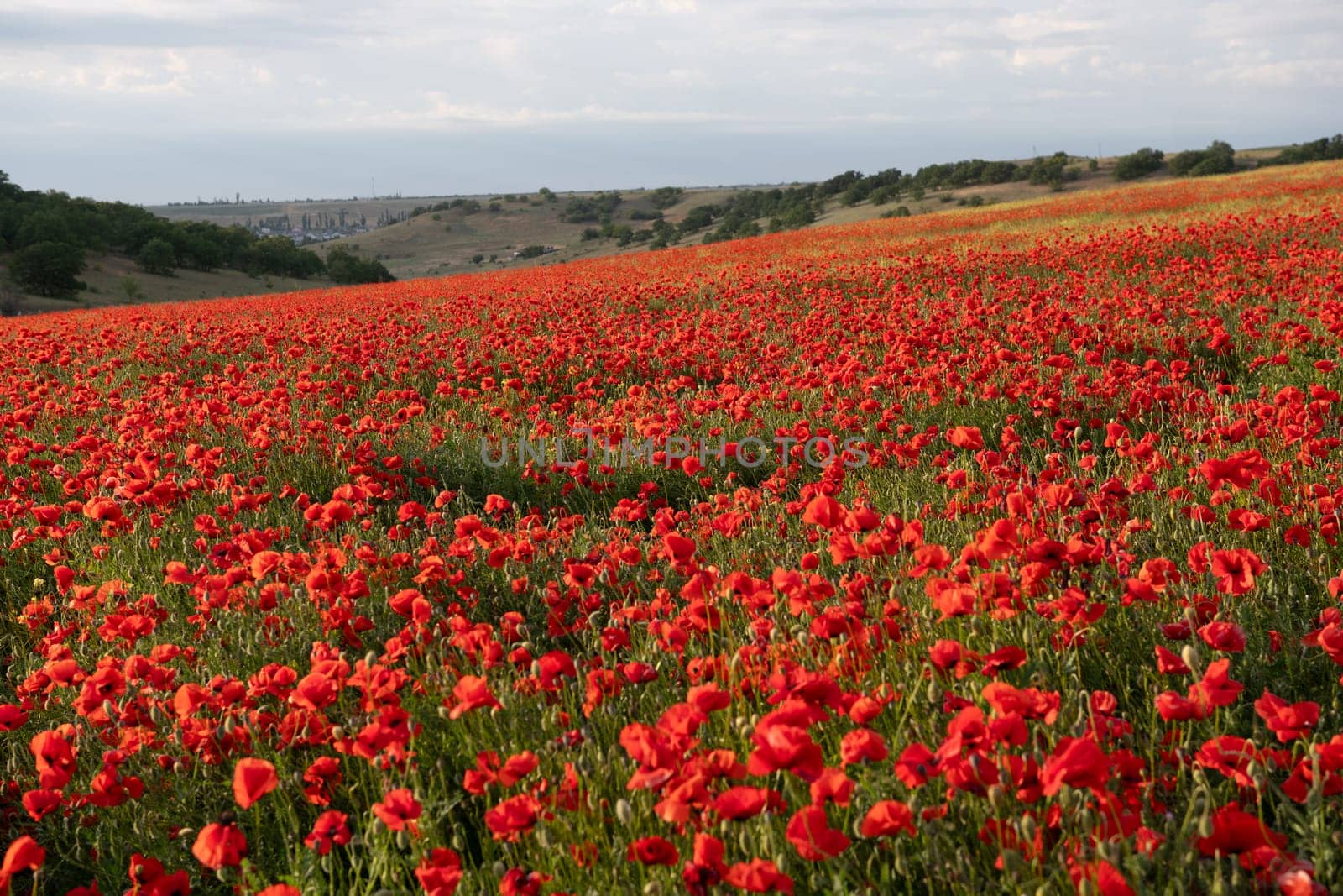 A field of red poppies with a blue sky in the background