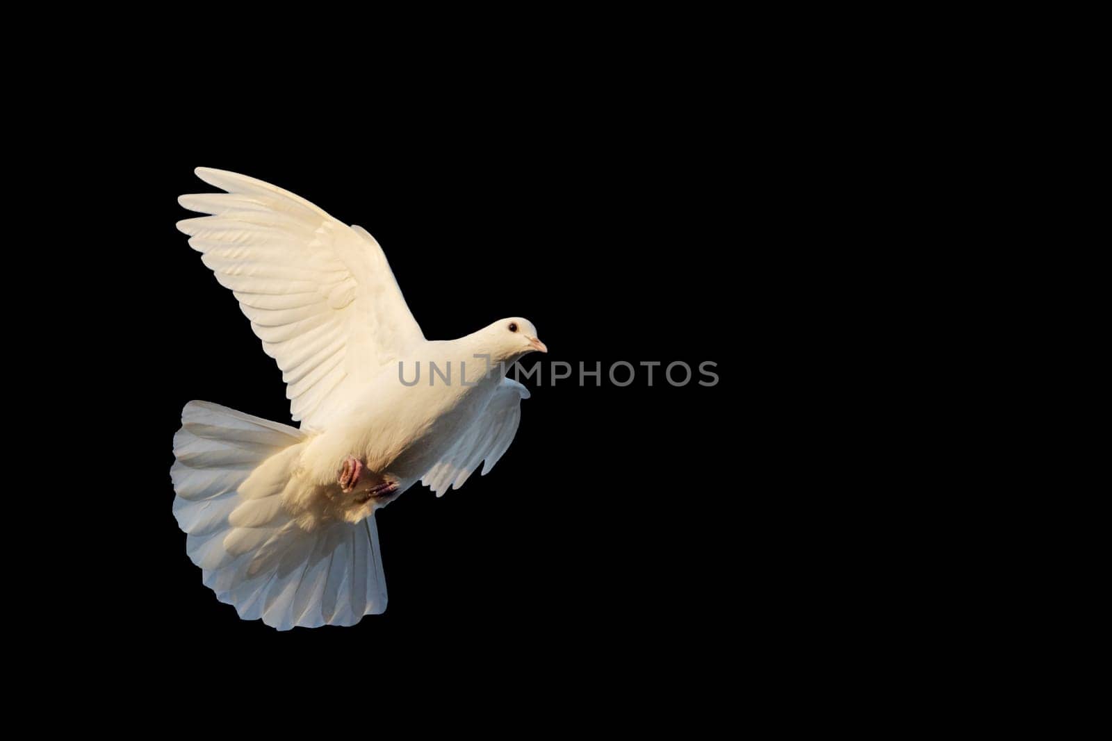bird of peace, white dove in flight isolated on black background, symbol