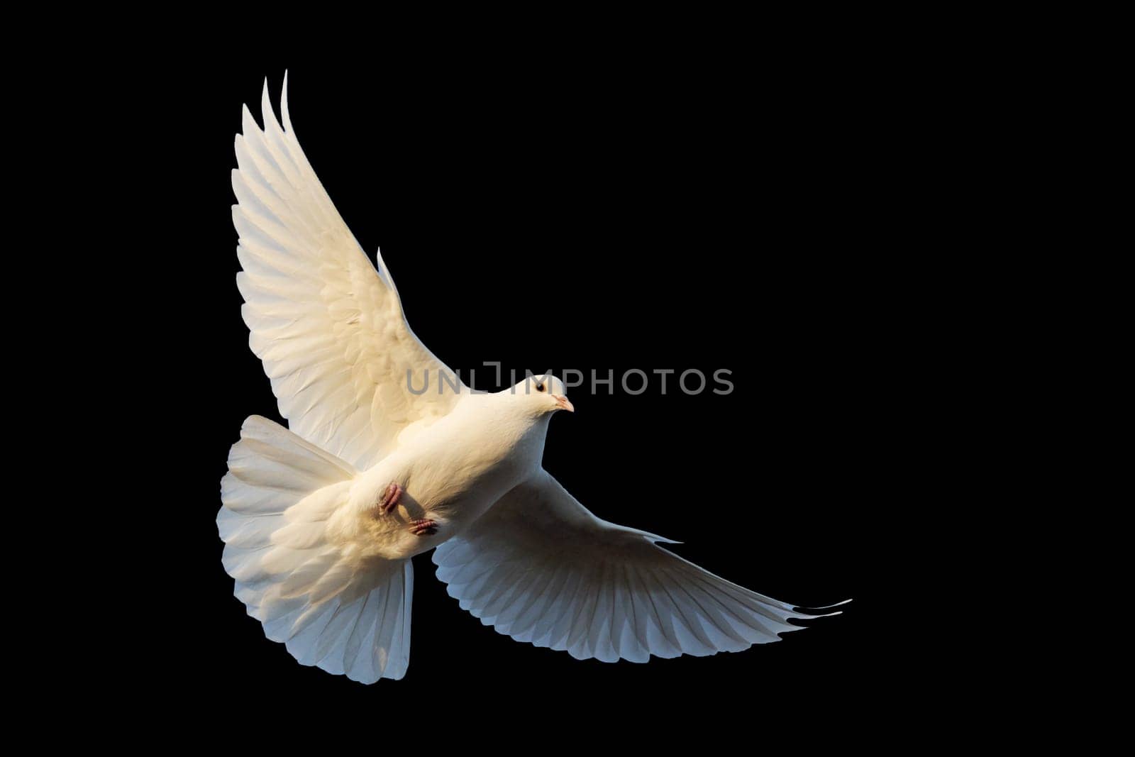 white dove in flight isolated on black background, symbol