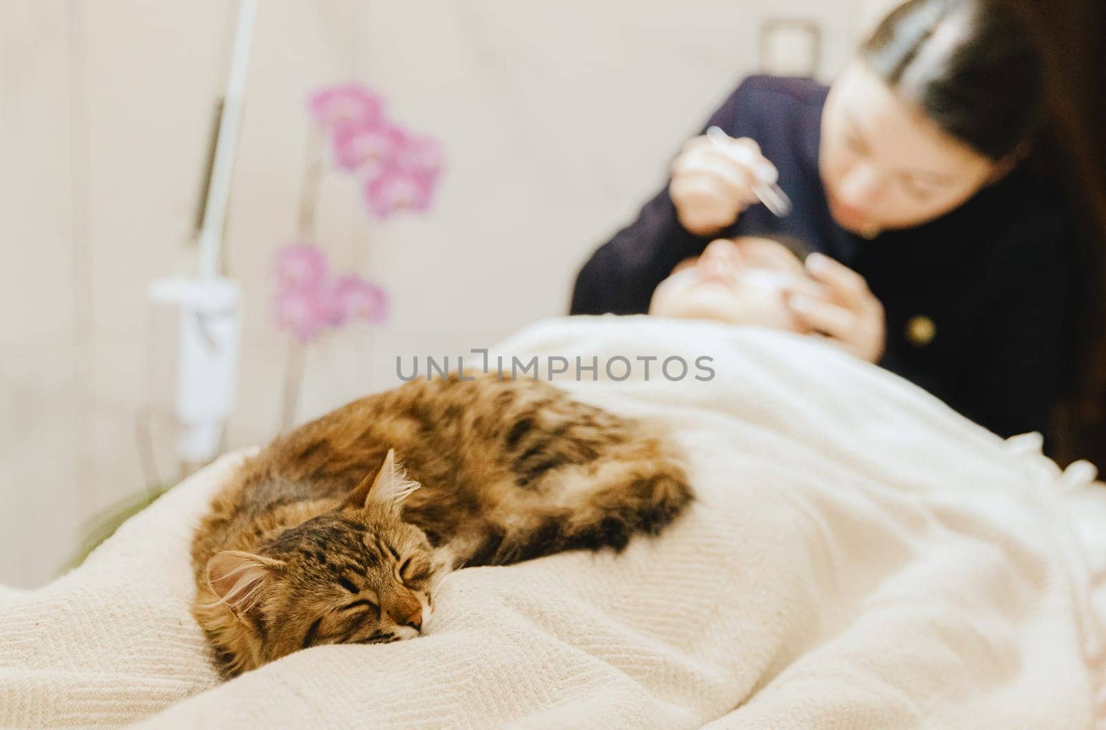 Portrait of a young beautiful purebred sleeping cat lying on the legs of a female client lying on a cosmetology table in a home beauty salon, whose master is lifting eyelashes, top side close-up view with depth of field.