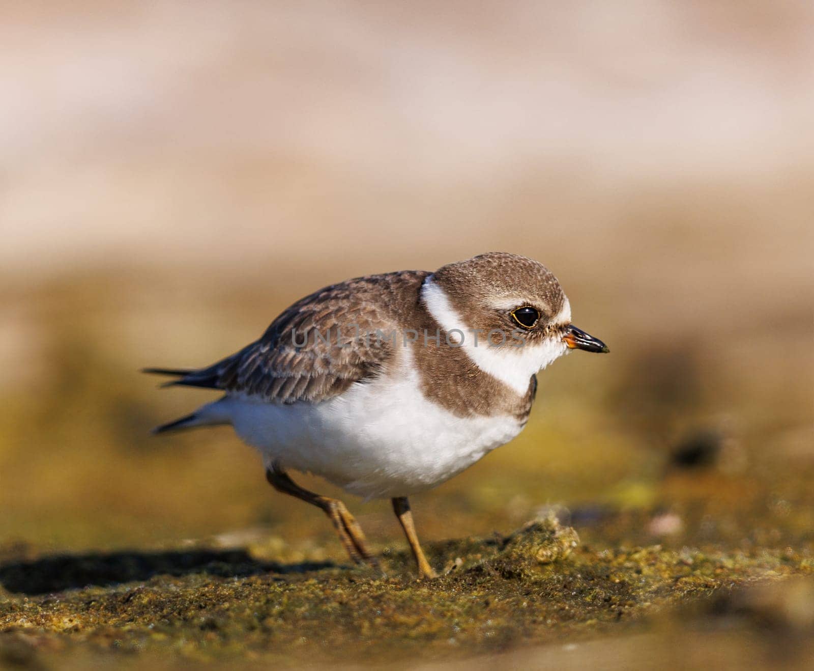 Semipalmated Plover foraging on the beaches of California