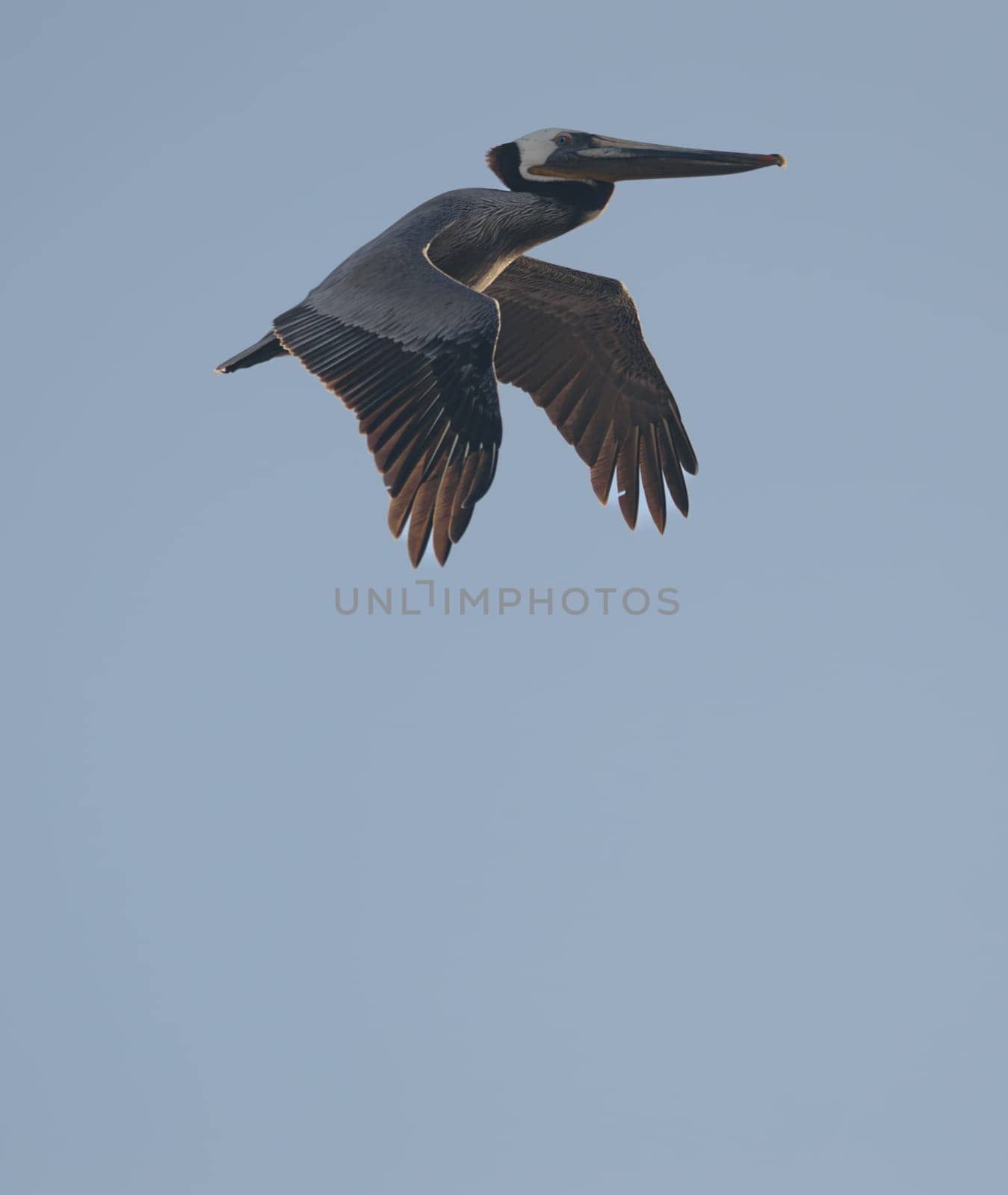 One Brown Pelican Flying in the Late Afternoon Sunlight by RobertPB