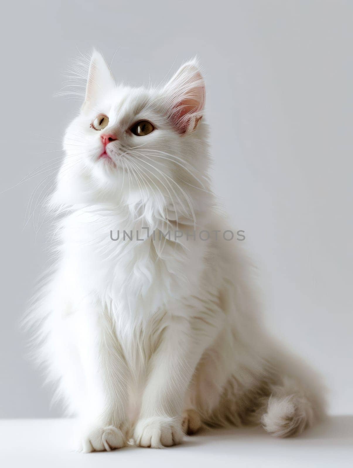 a white cat stands on isolated white background ..
