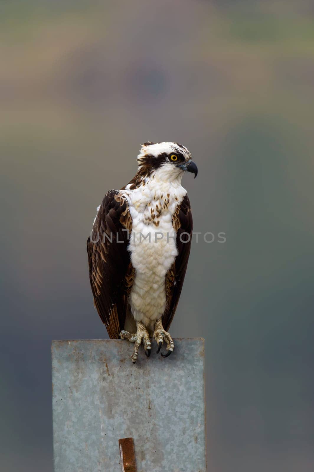 Osprey Fish Hawk Perched on Metal Sign in Tijuana, Mexico by RobertPB