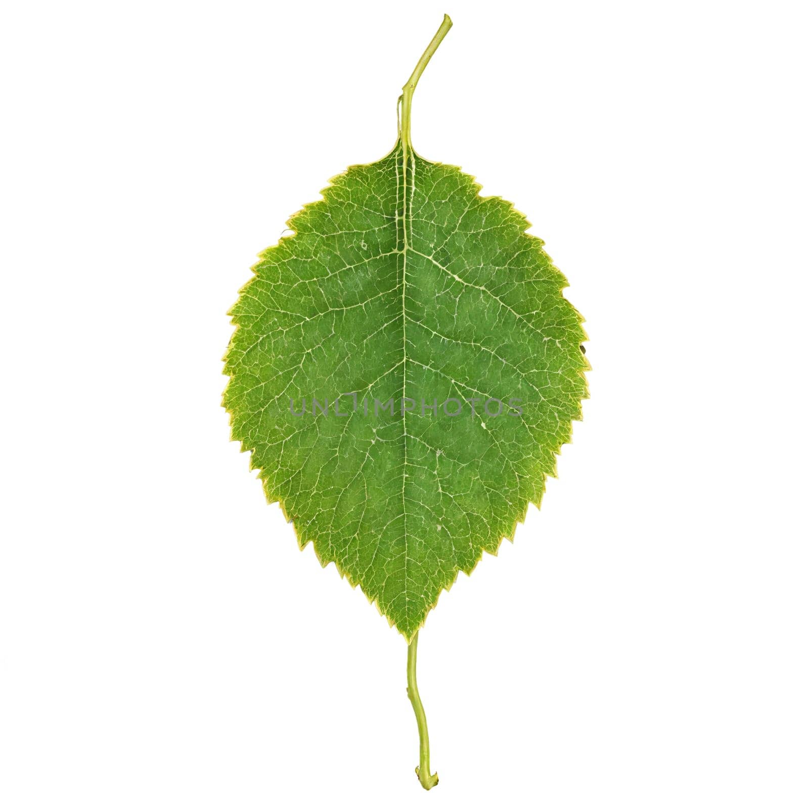 Grape Leaf large red leaf with deep lobes and serrated edges slightly crumpled Vitis vinifera. Plants isolated on transparent background.