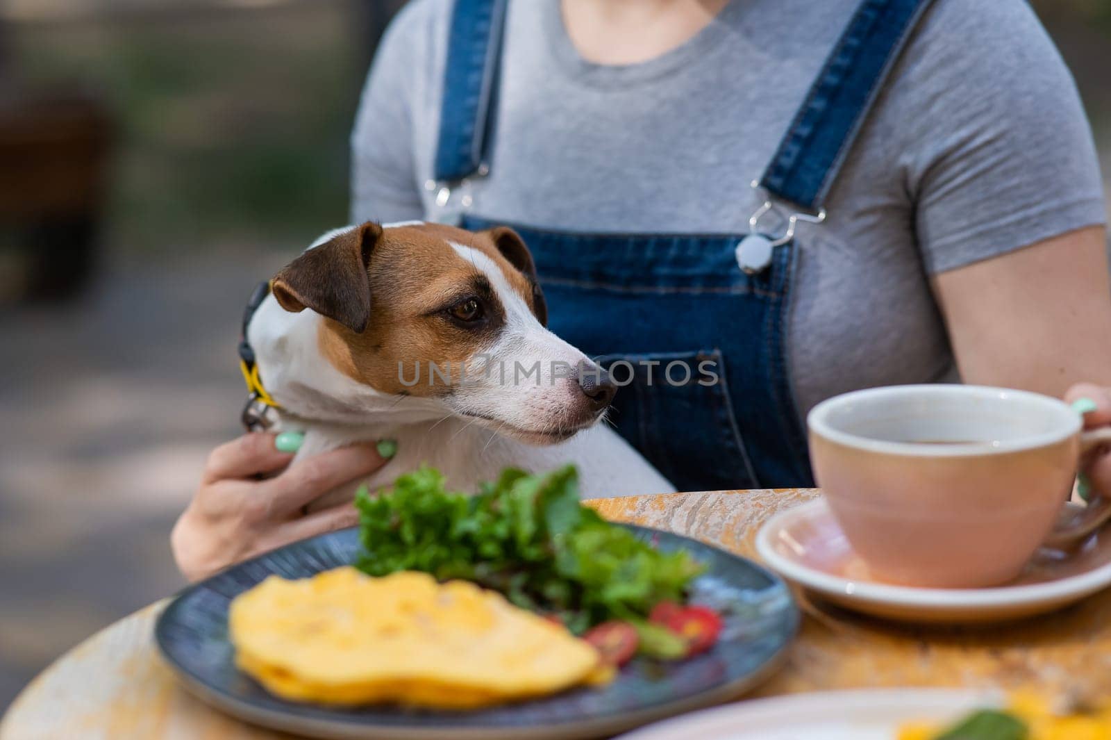 Jack Russell sitting on the owner's lap in a street cafe. Woman having breakfast in dog friendly outdoor cafe