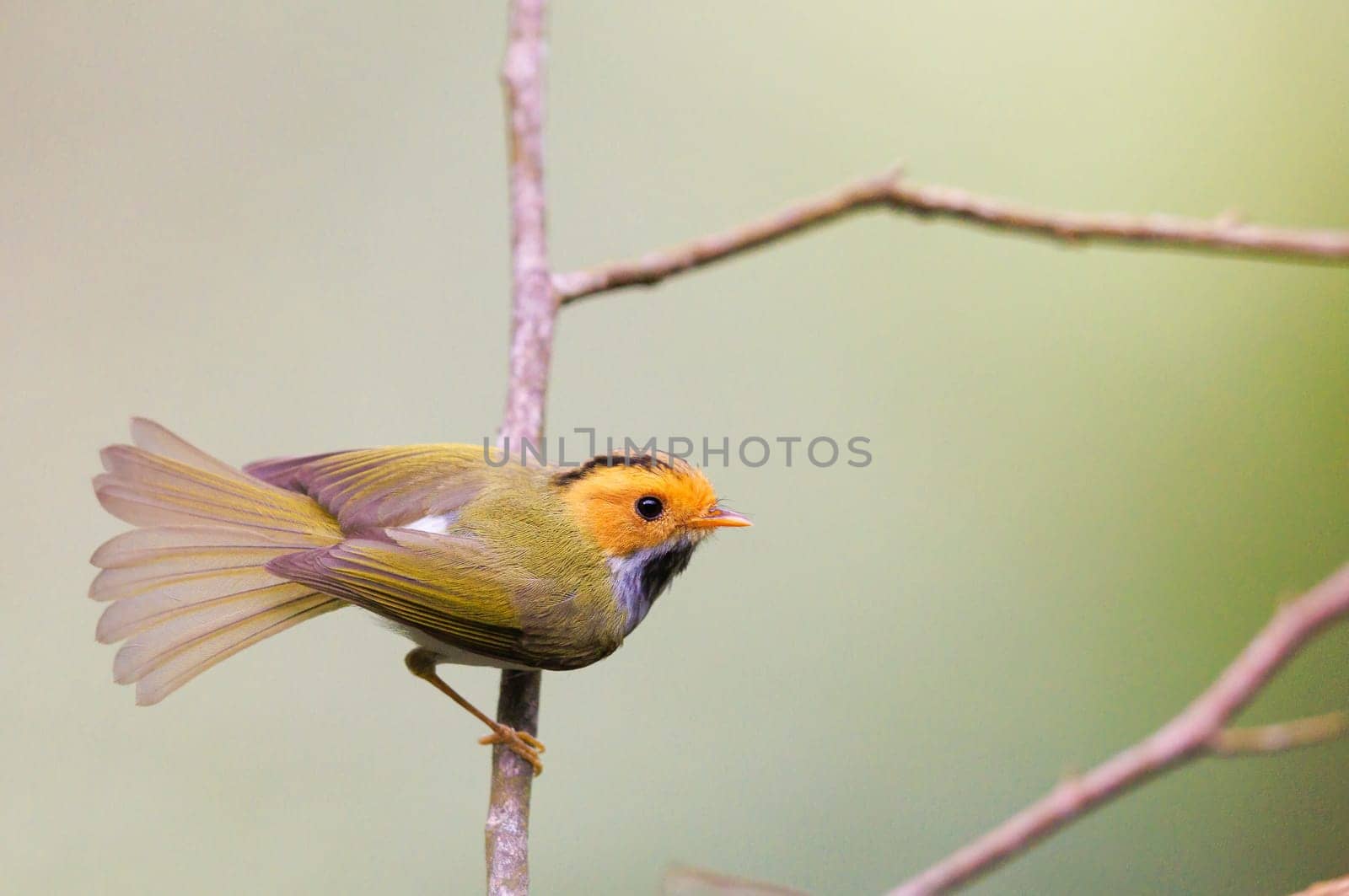 Rufous Faced Warbler perched on a tree with its tail feathers fanned out in Taiwan