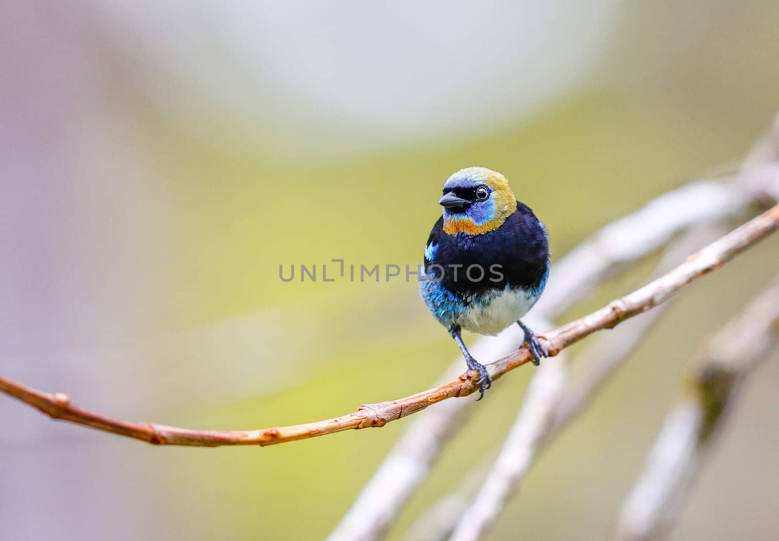 Golden Hooded Tanager perched on a tree branch in Panama