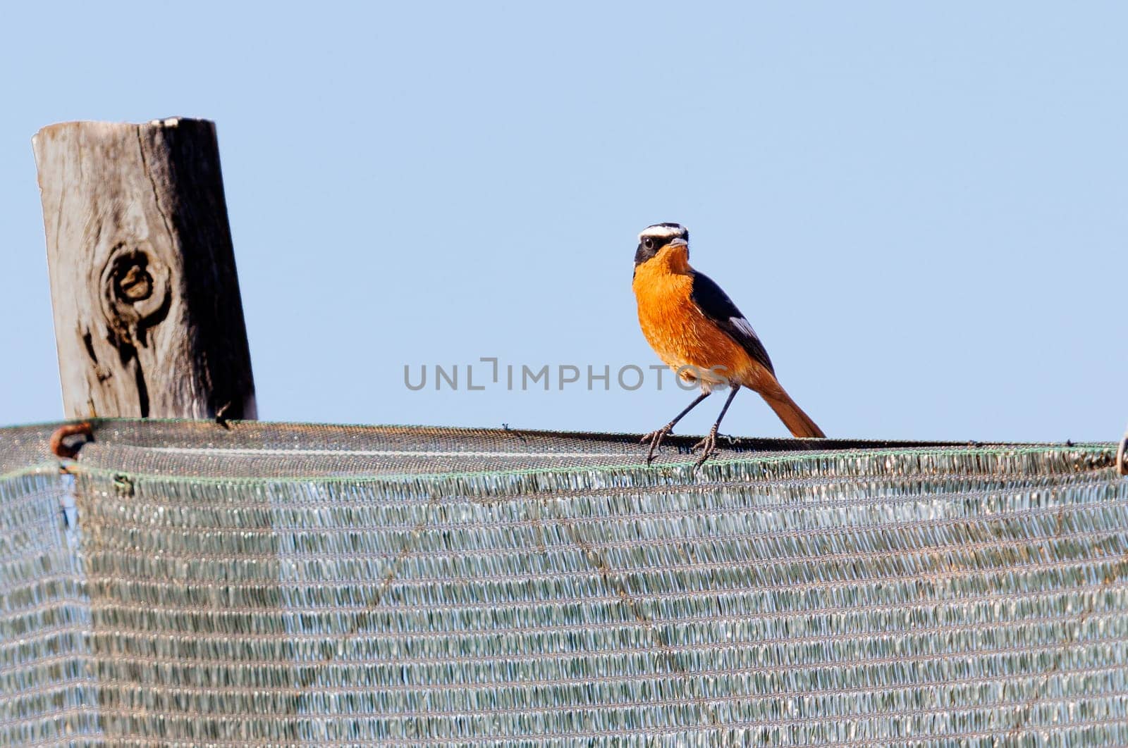 Moussiers Redstart perched on a fence in Morocco