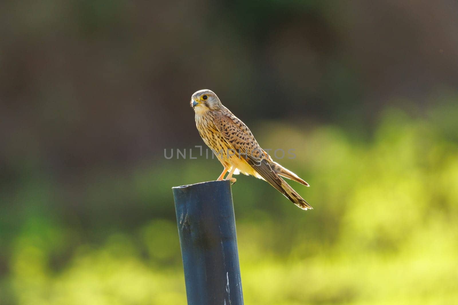 Eurasian Kestrel perched on a pole in Morocco