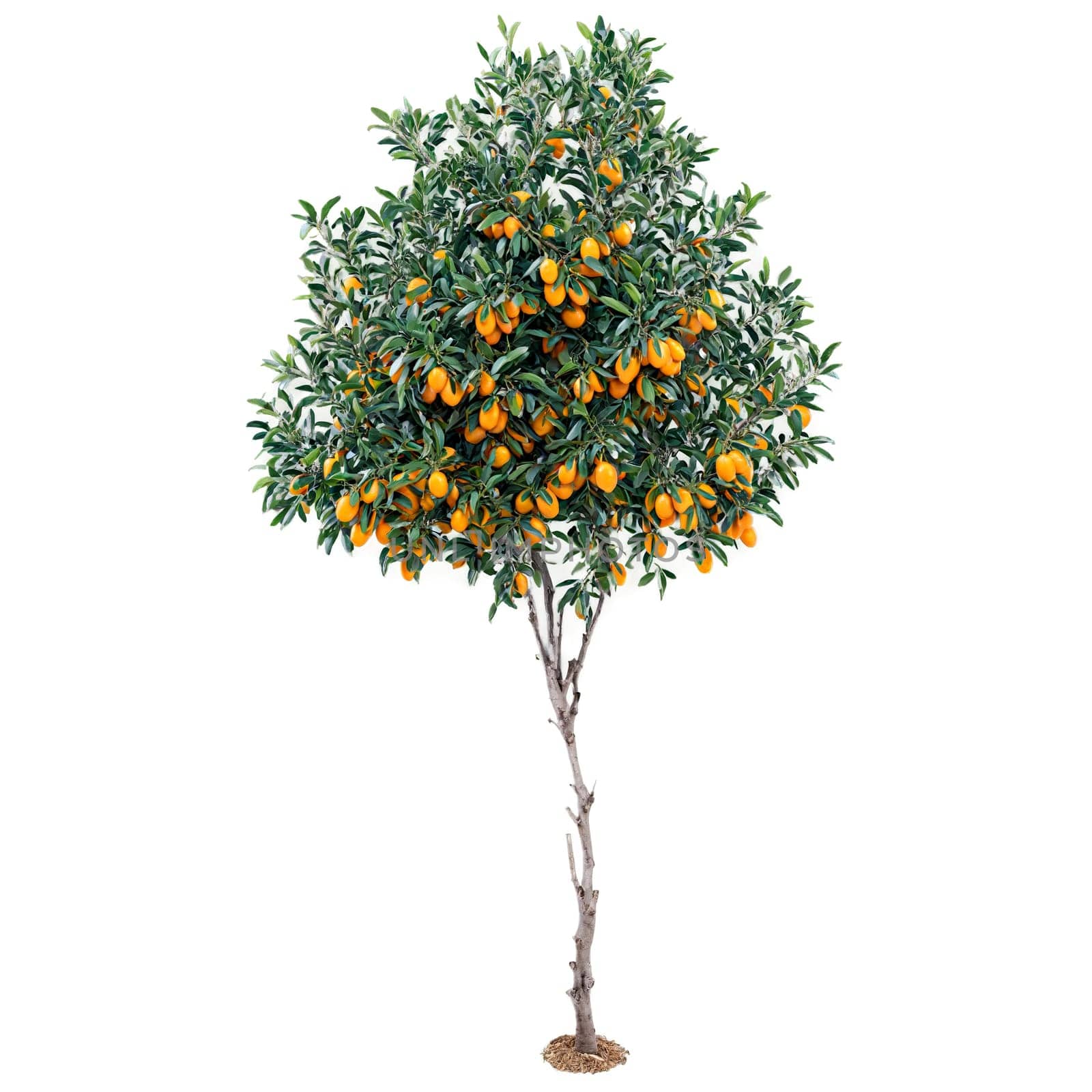 Kumquat Tree small oval orange fruits and dark green leaves on the branches Citrus japonica. Plants isolated on transparent background.