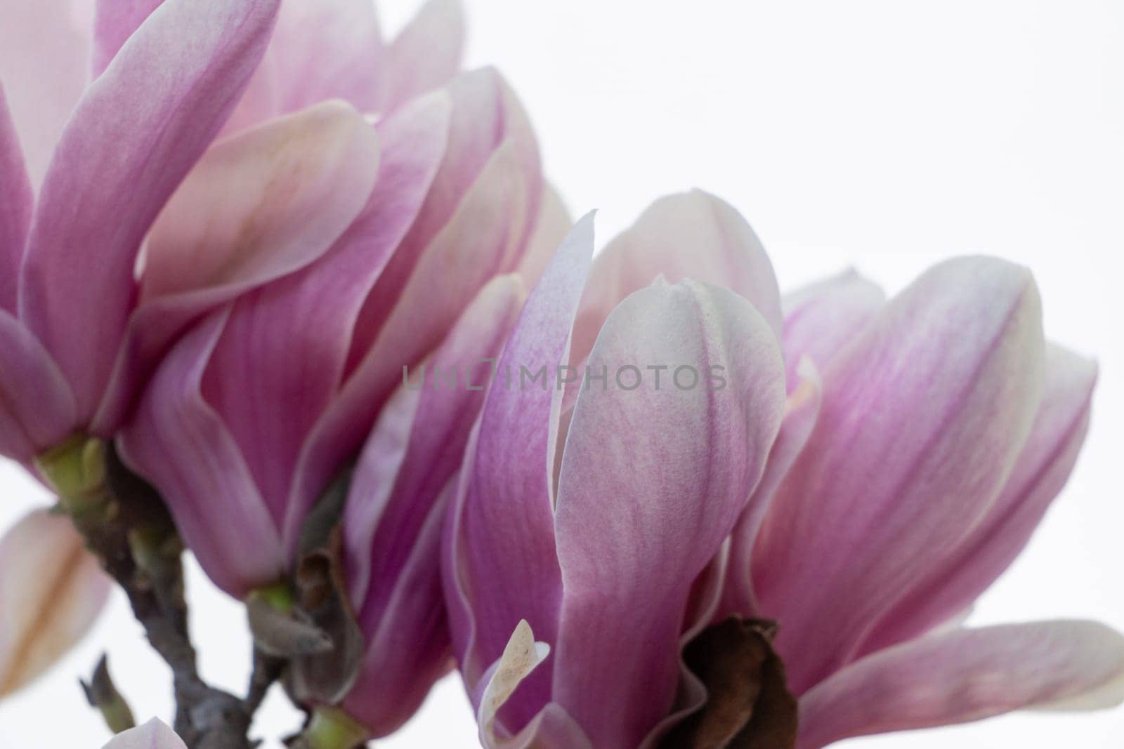 Magnolia Sulanjana flowers with petals in the spring season. beautiful pink magnolia flowers in spring, selective focusing. by Matiunina