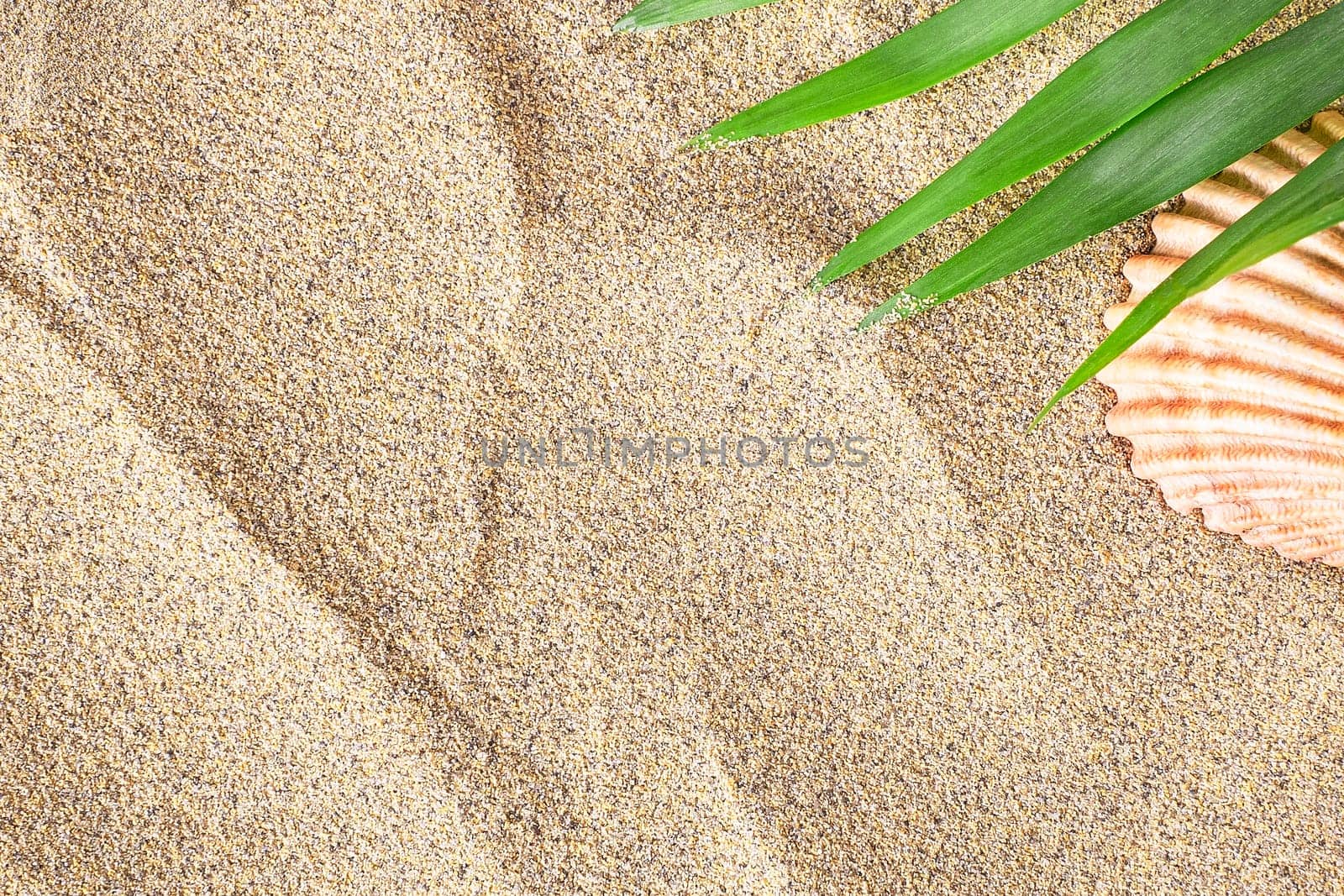 Texture of sand background with summer branch and a shell, top view