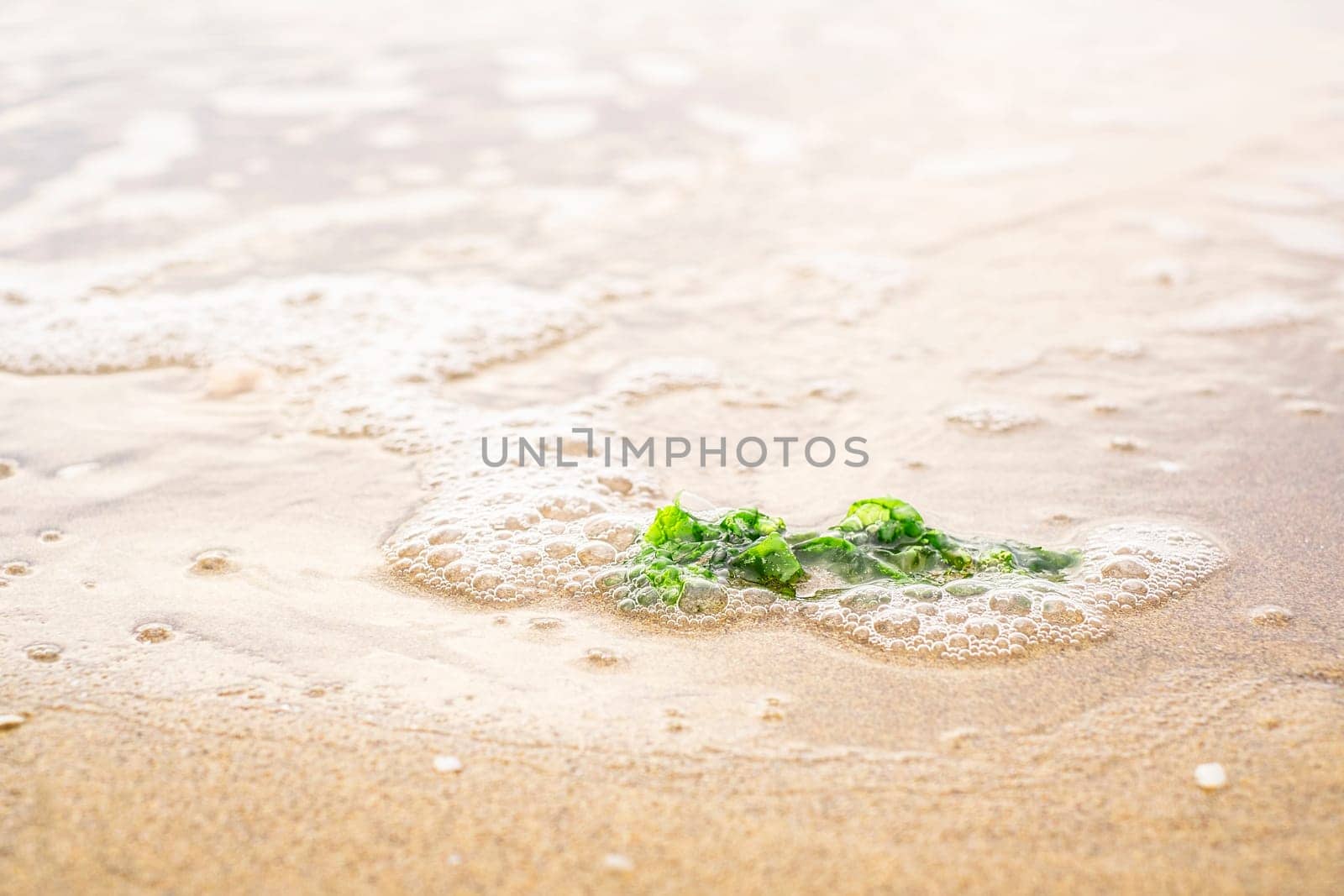 Green algae in the water on the beach. Natura