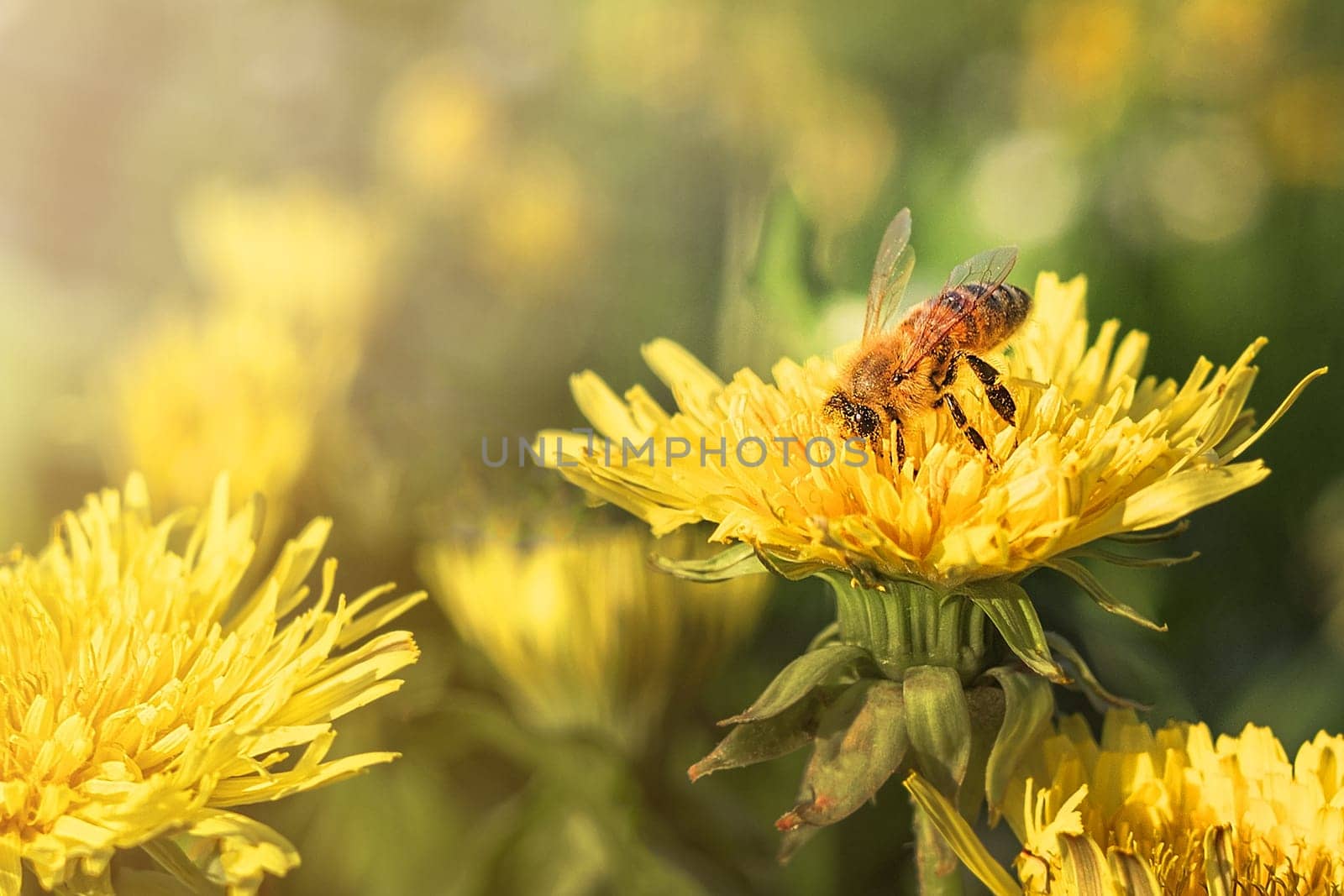 Bee collects pollen from yellow field flower in meadow on sunny day. Blurry green grass background.