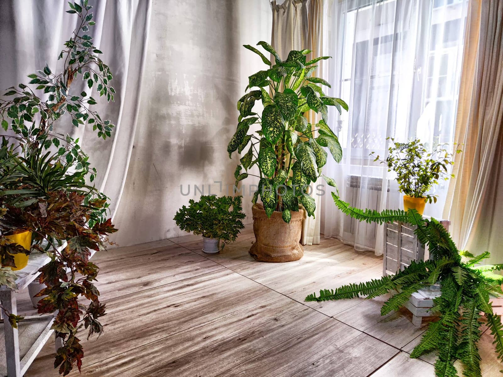 Dieffenbachia plant in a pot on a stool by the window. Retro interior in light colors. Background with plant with green leaves and fabric