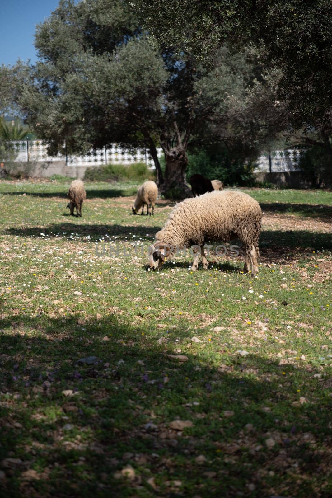 View of white sheep grazing on the green field