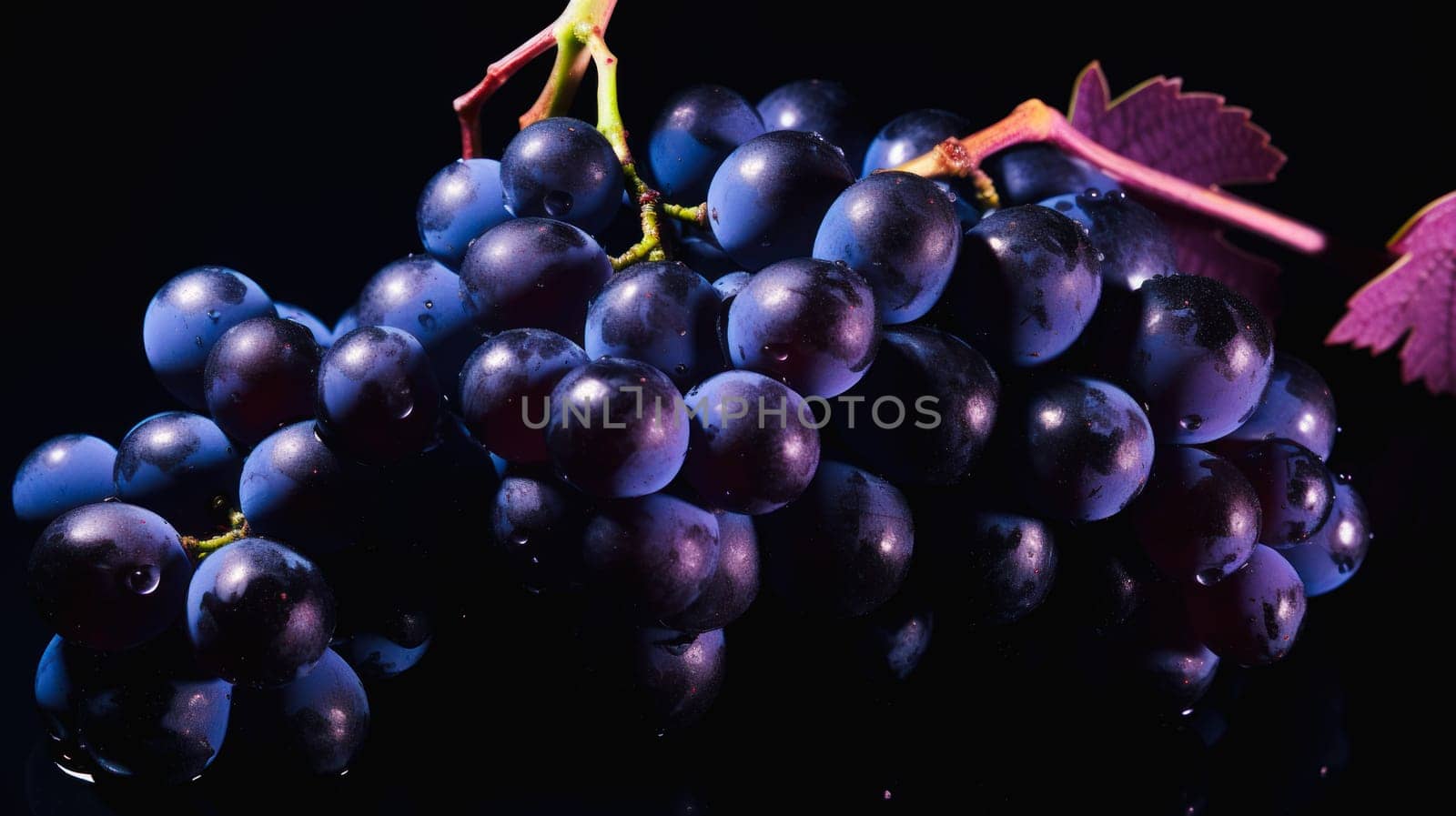 Blue black grapes with water drops, close-up background. Wine making, vineyards, tourism business, small and private business, chain restaurant, flavorful food and drinks