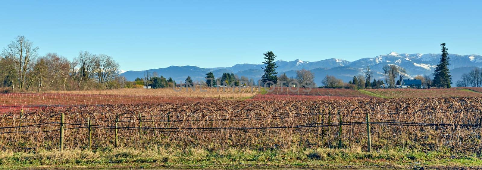 Bluberry farm with mountain view on winter season in the Fraser valley, British Columbia, Canada.