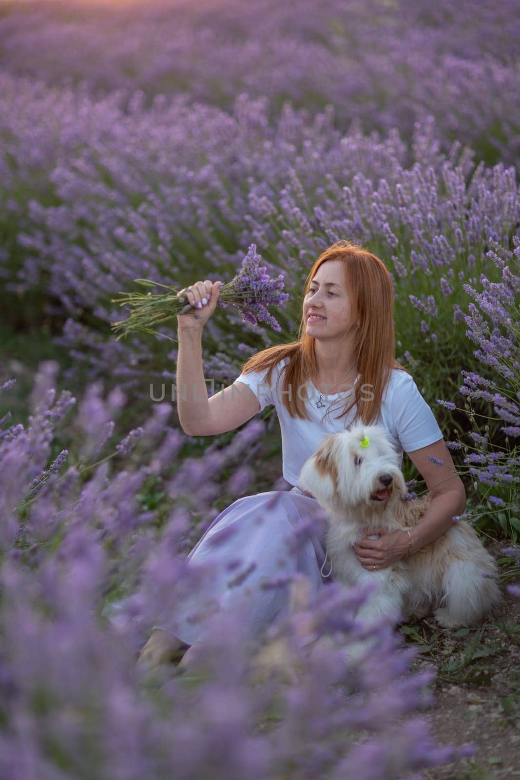 A woman sits in a field of lavender flowers with her dog by Matiunina