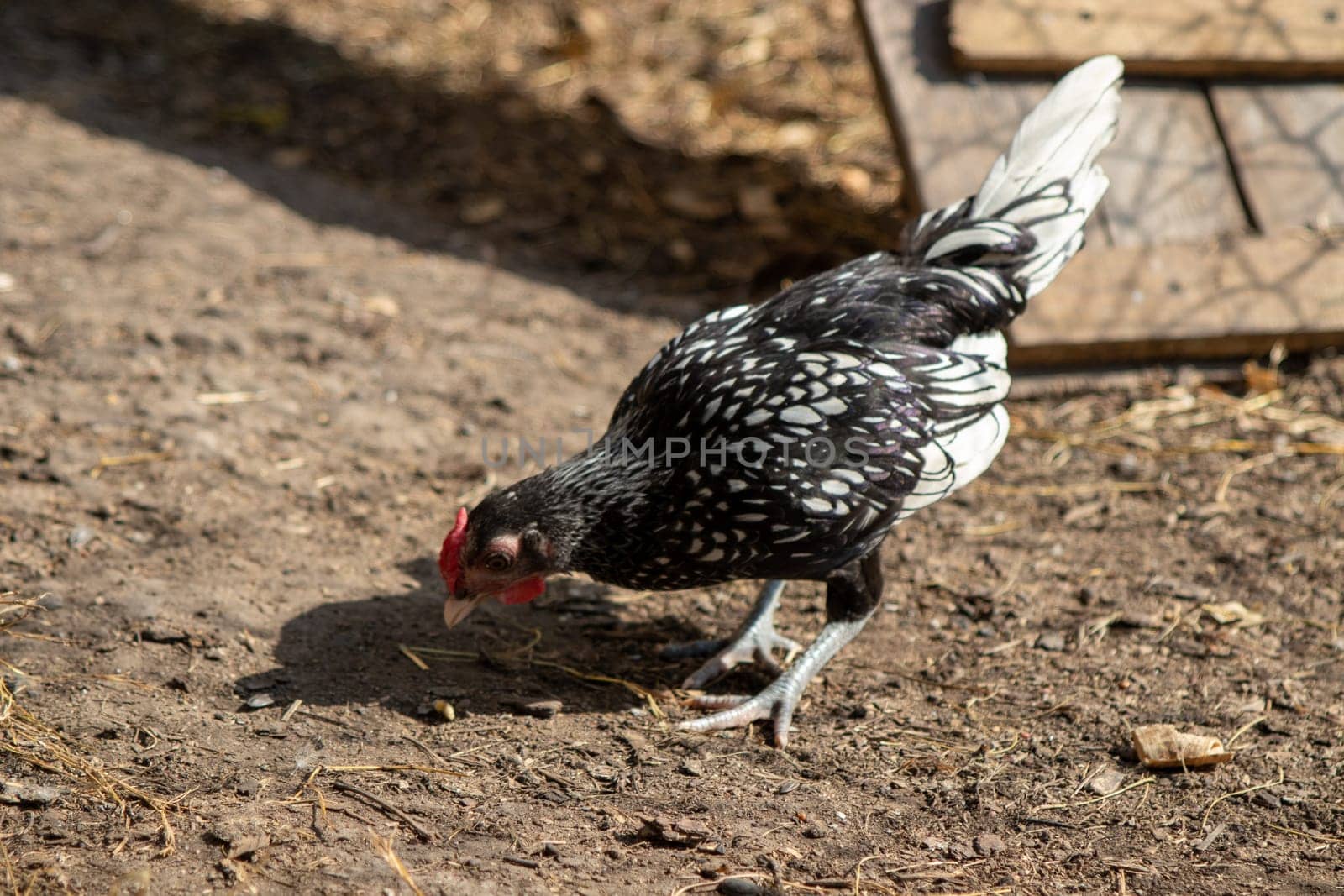 bantam chickens younger hens and roosters around the lawn by gena_wells