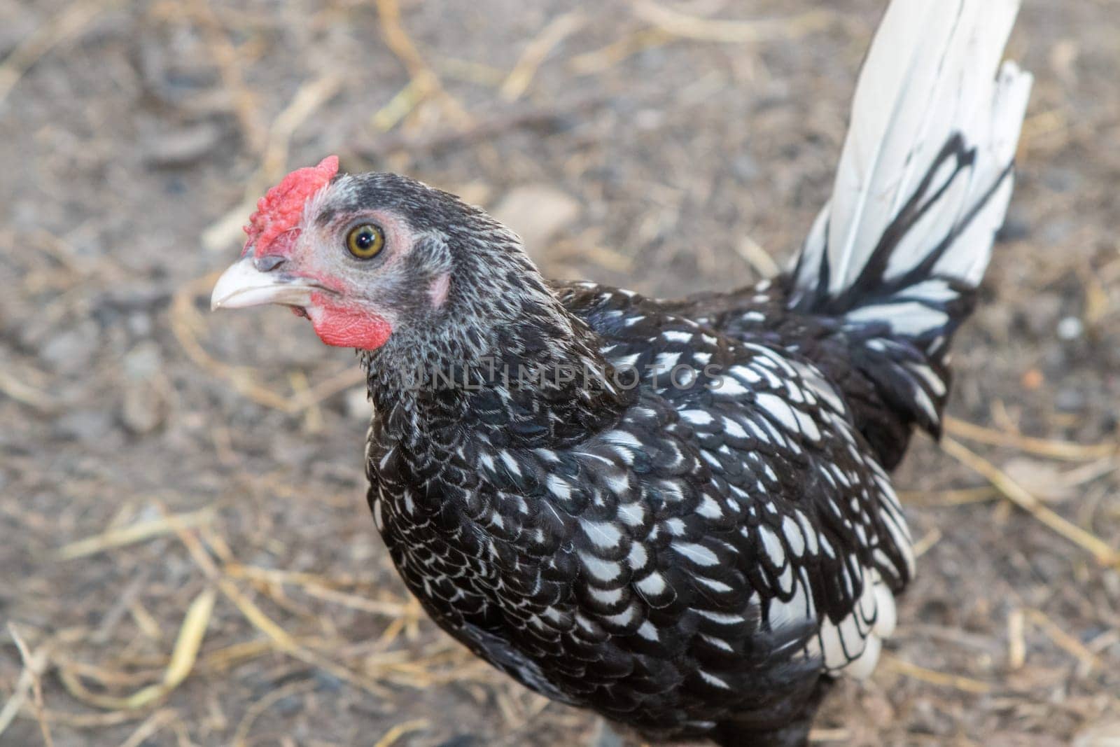 bantam chickens younger hens and roosters around the lawn . High quality photo